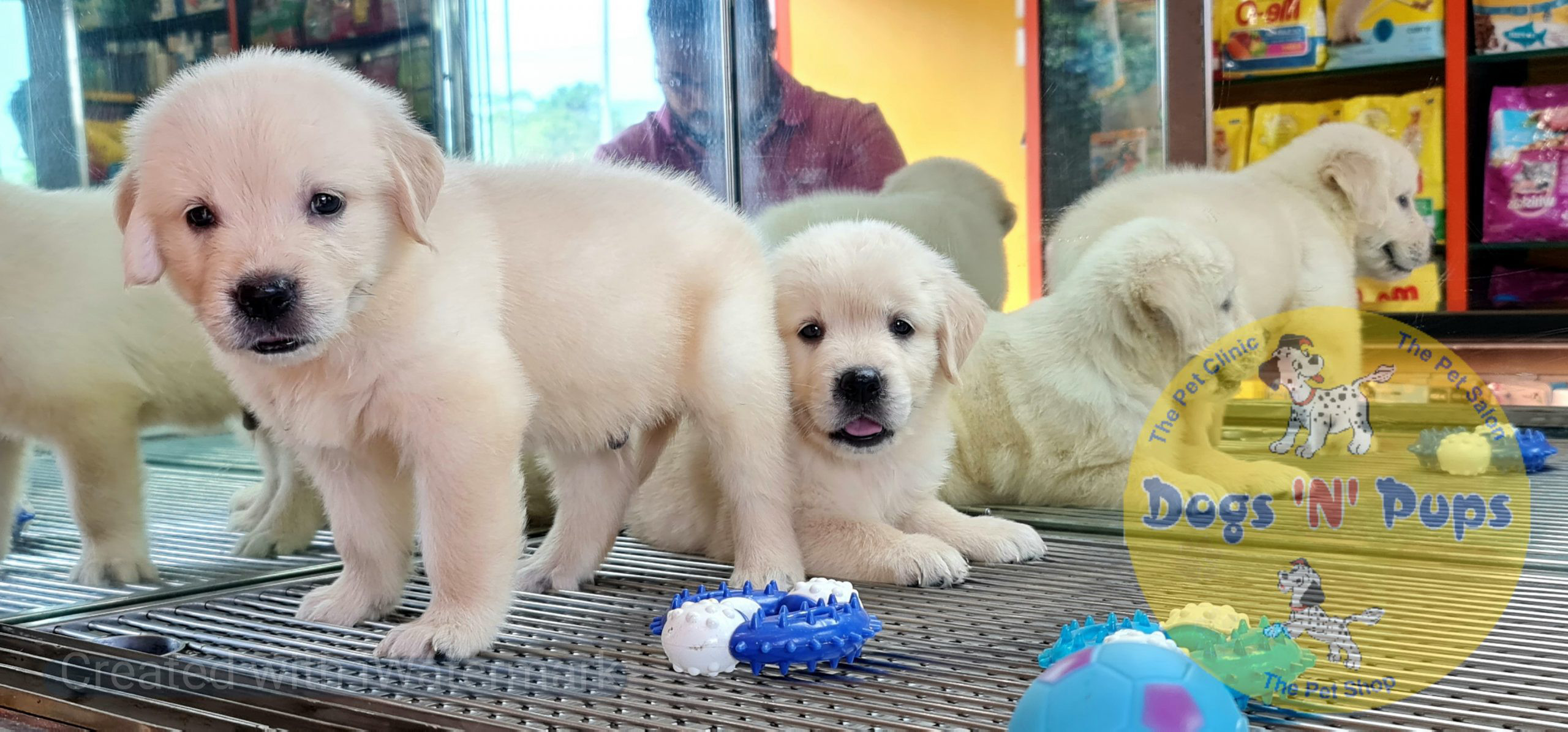 Golden retriever image 2