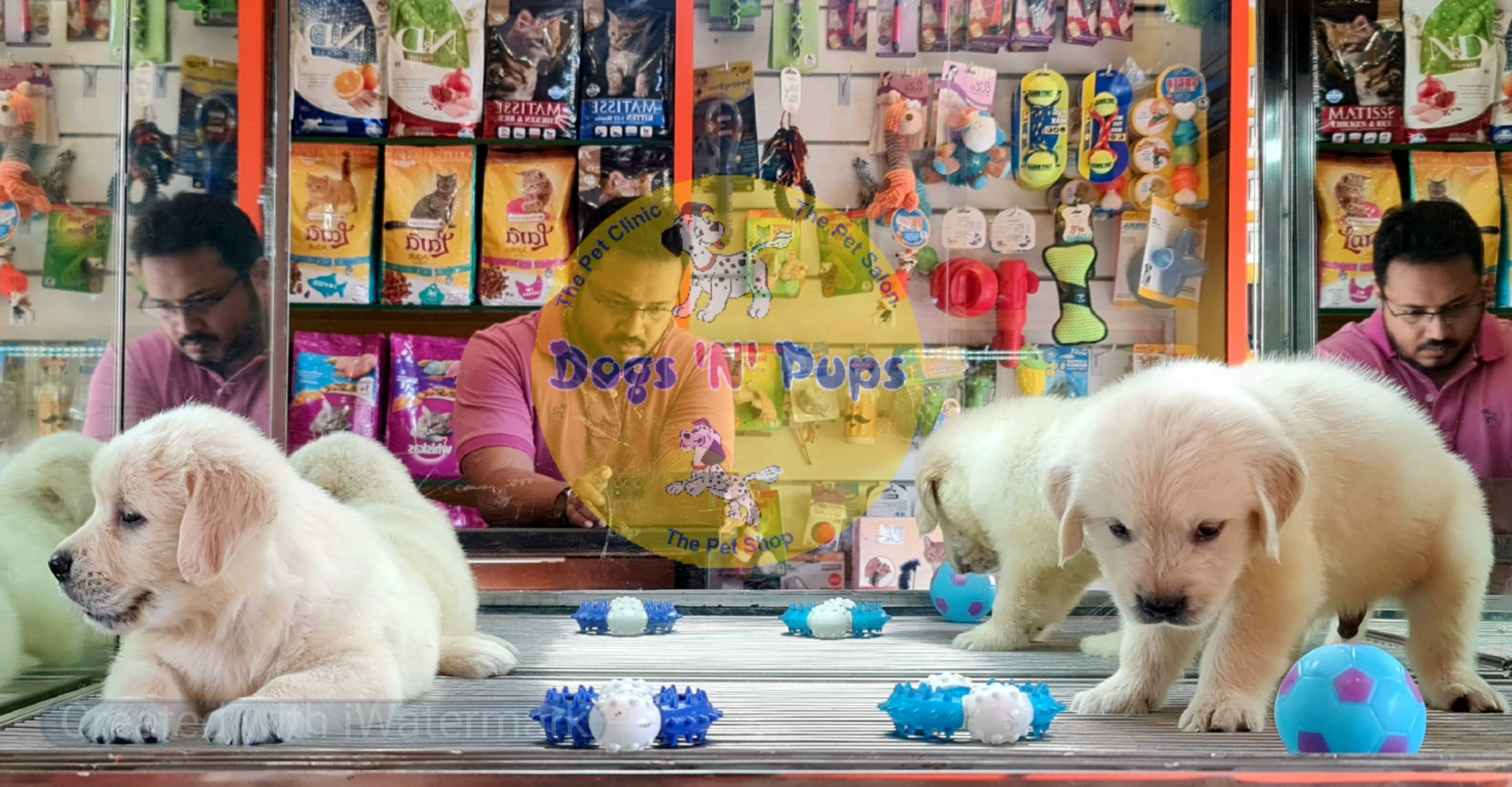 Golden retriever image 3