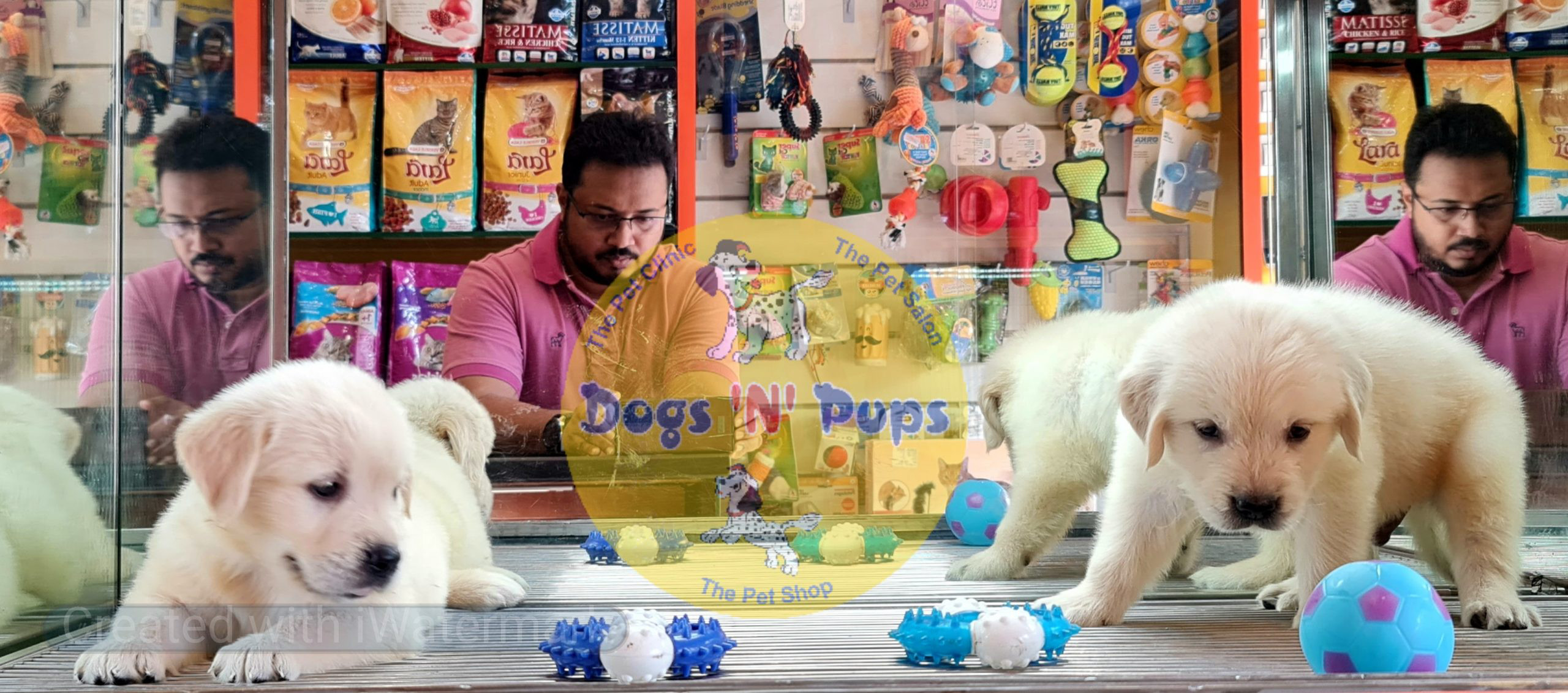 Golden retriever image 4