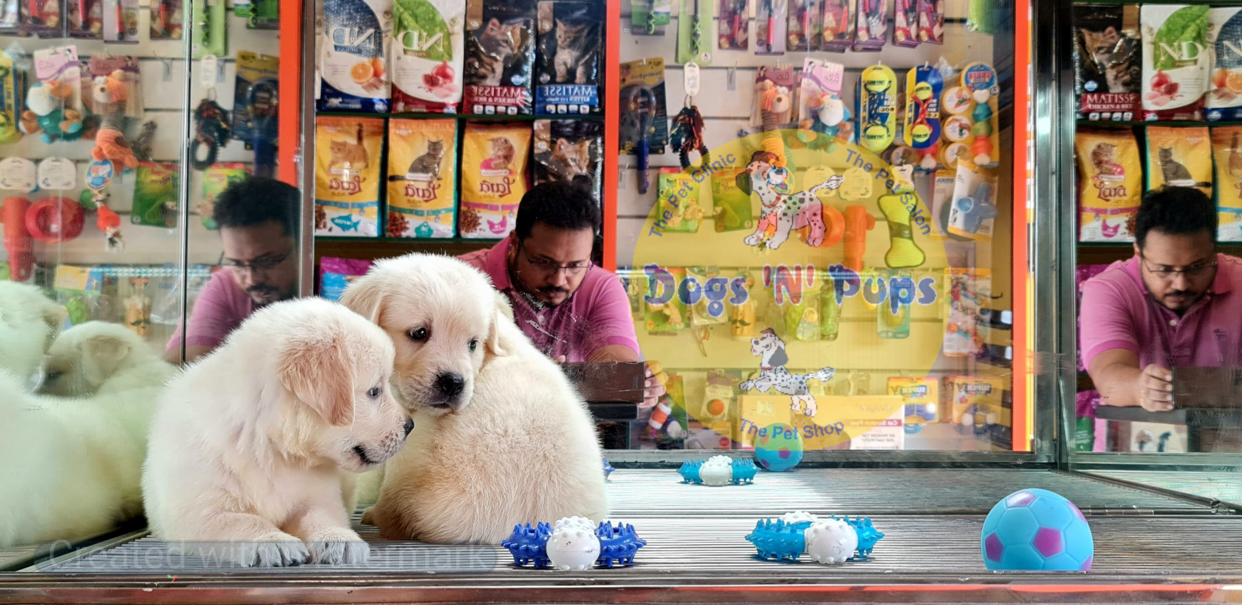 Golden retriever image 5