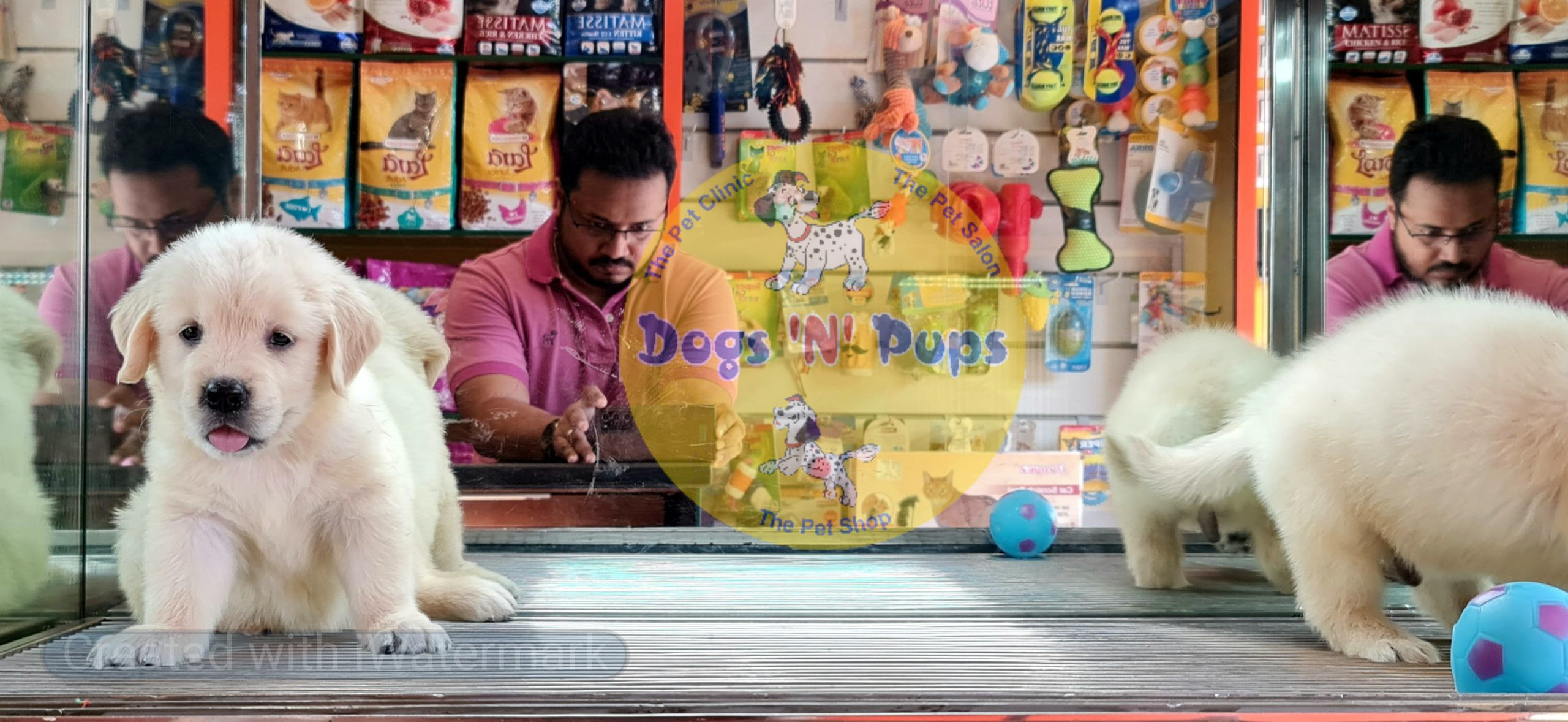 Golden retriever image 6