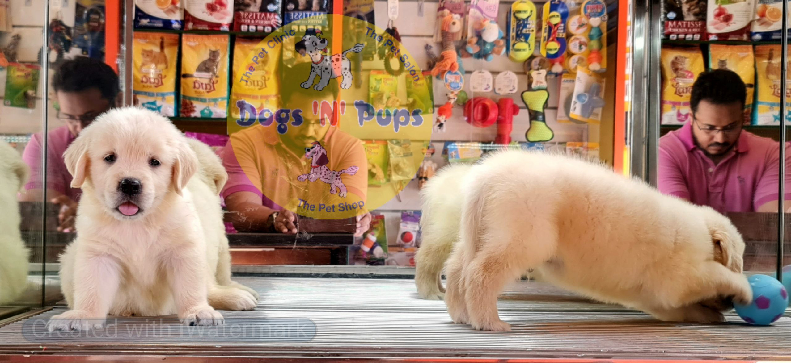 Golden retriever image 7