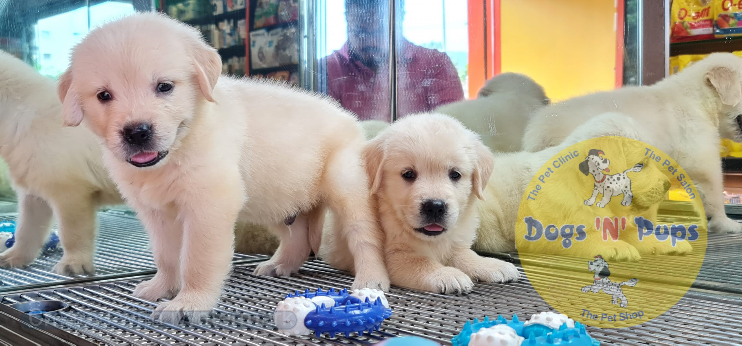 Golden retriever image 8