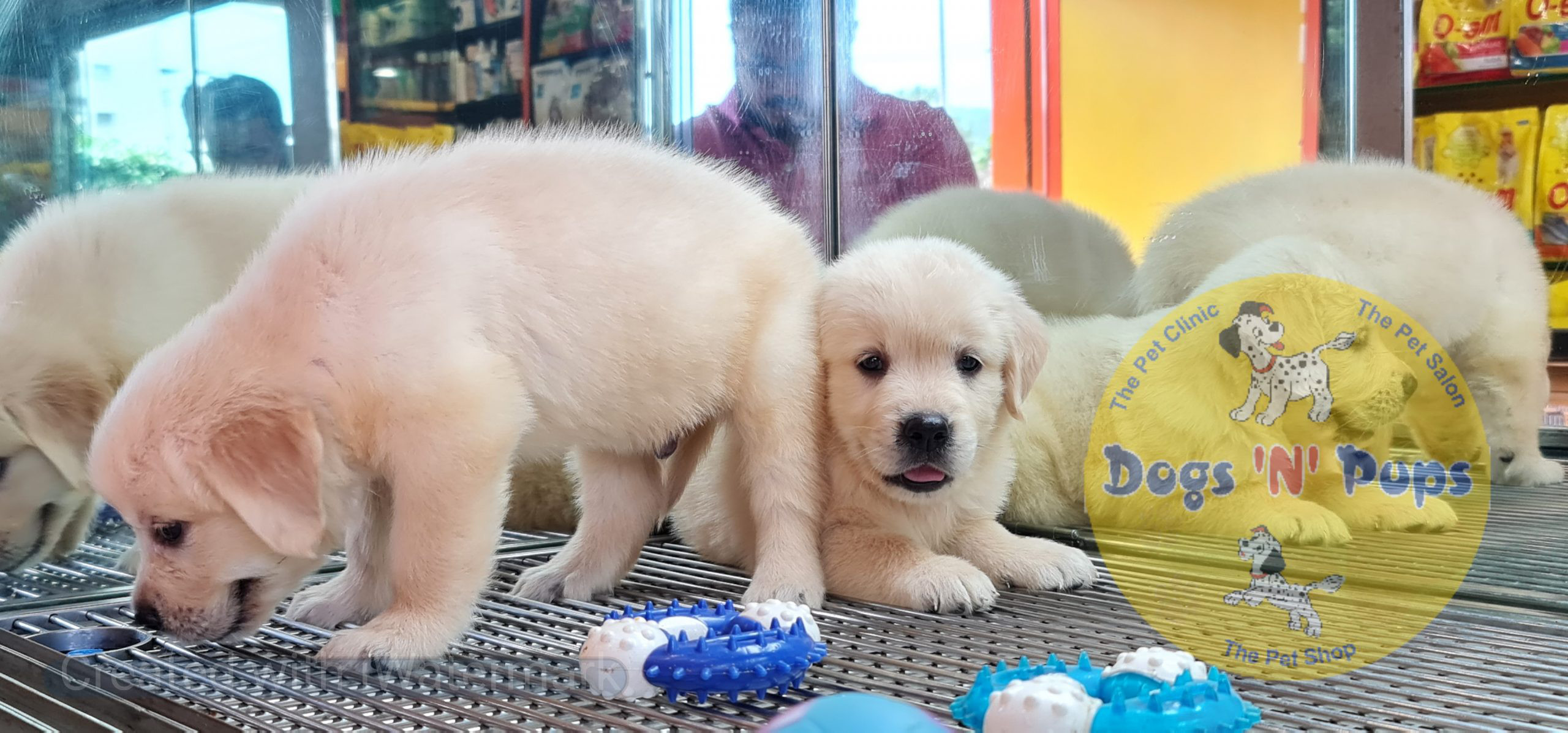 Golden retriever image 9