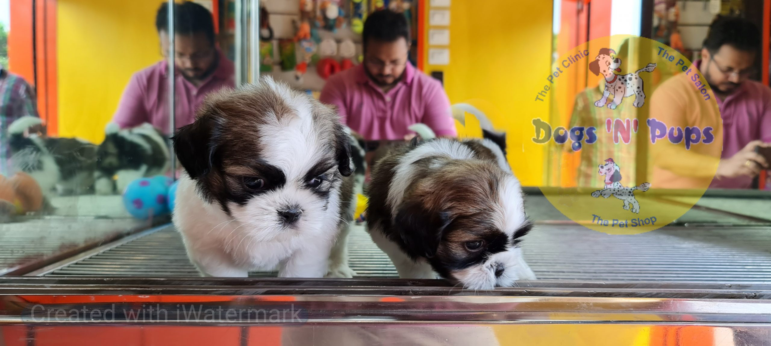 prev dog posted image