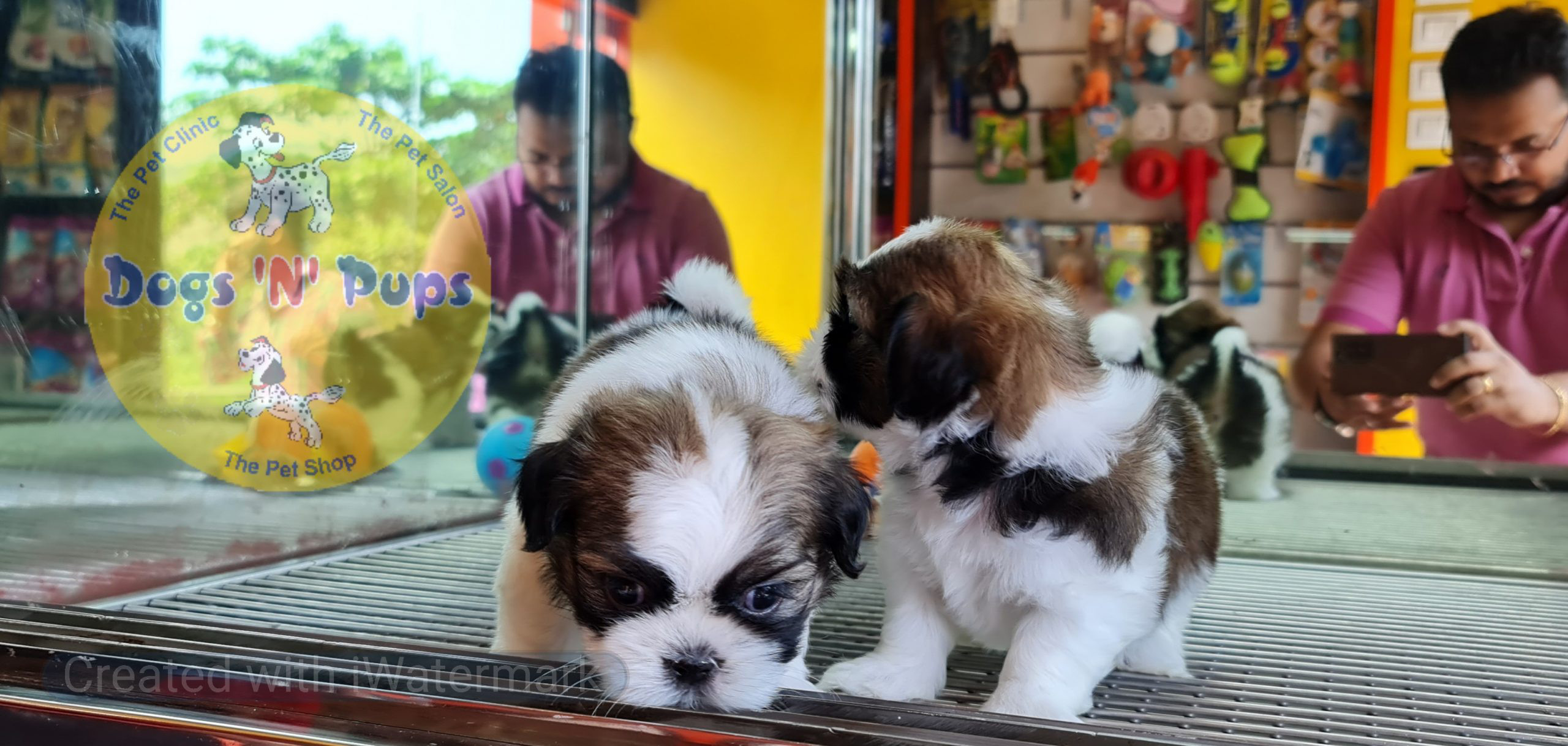 Shihtzu puppies image 2