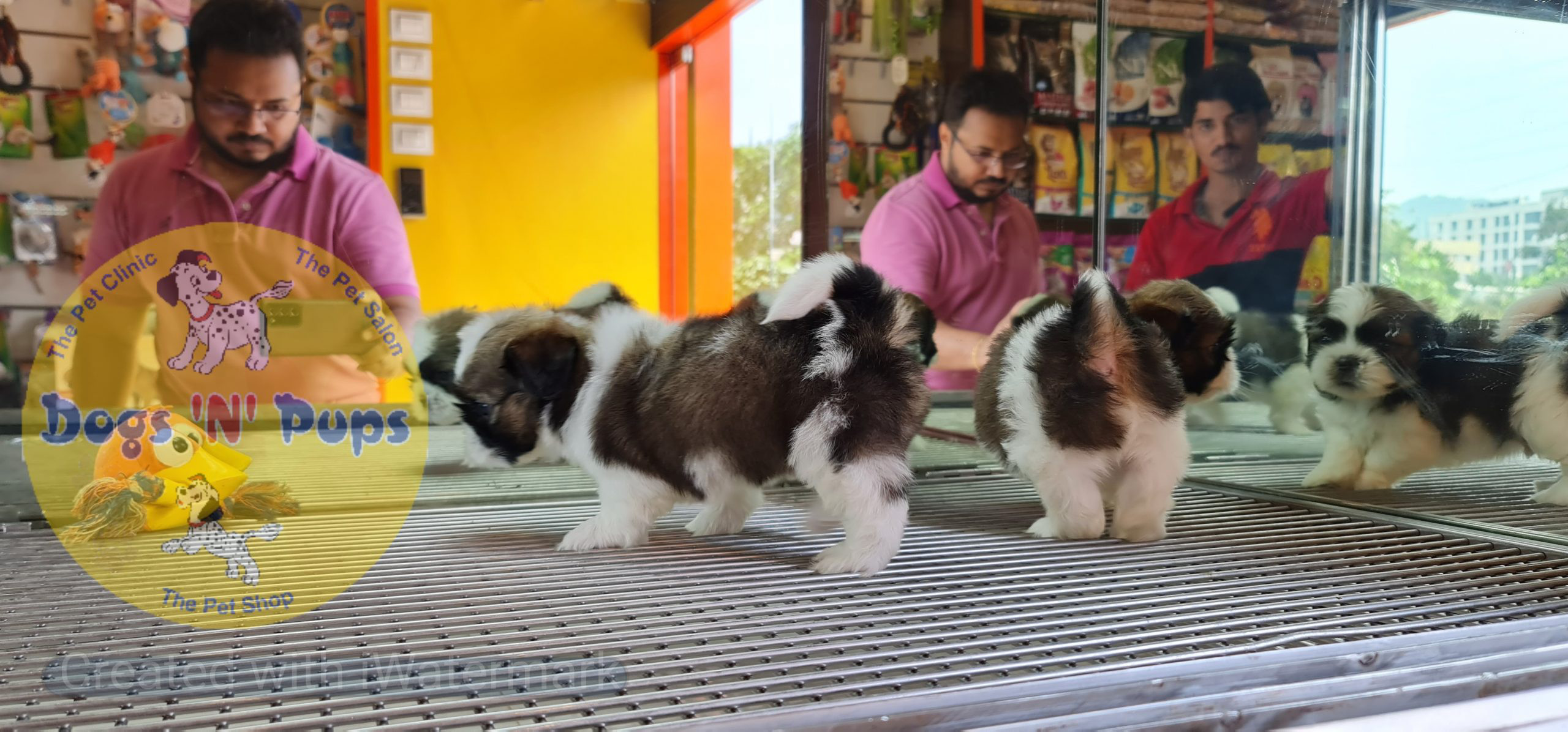 Shihtzu puppies image 3