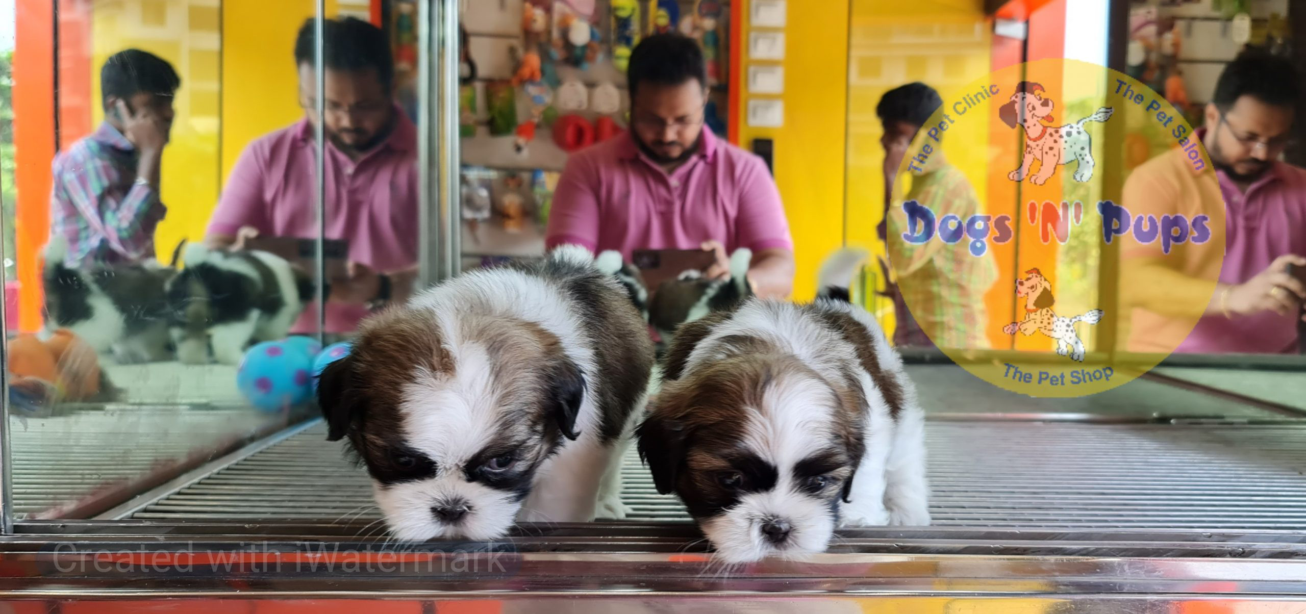 Shihtzu puppies image 4