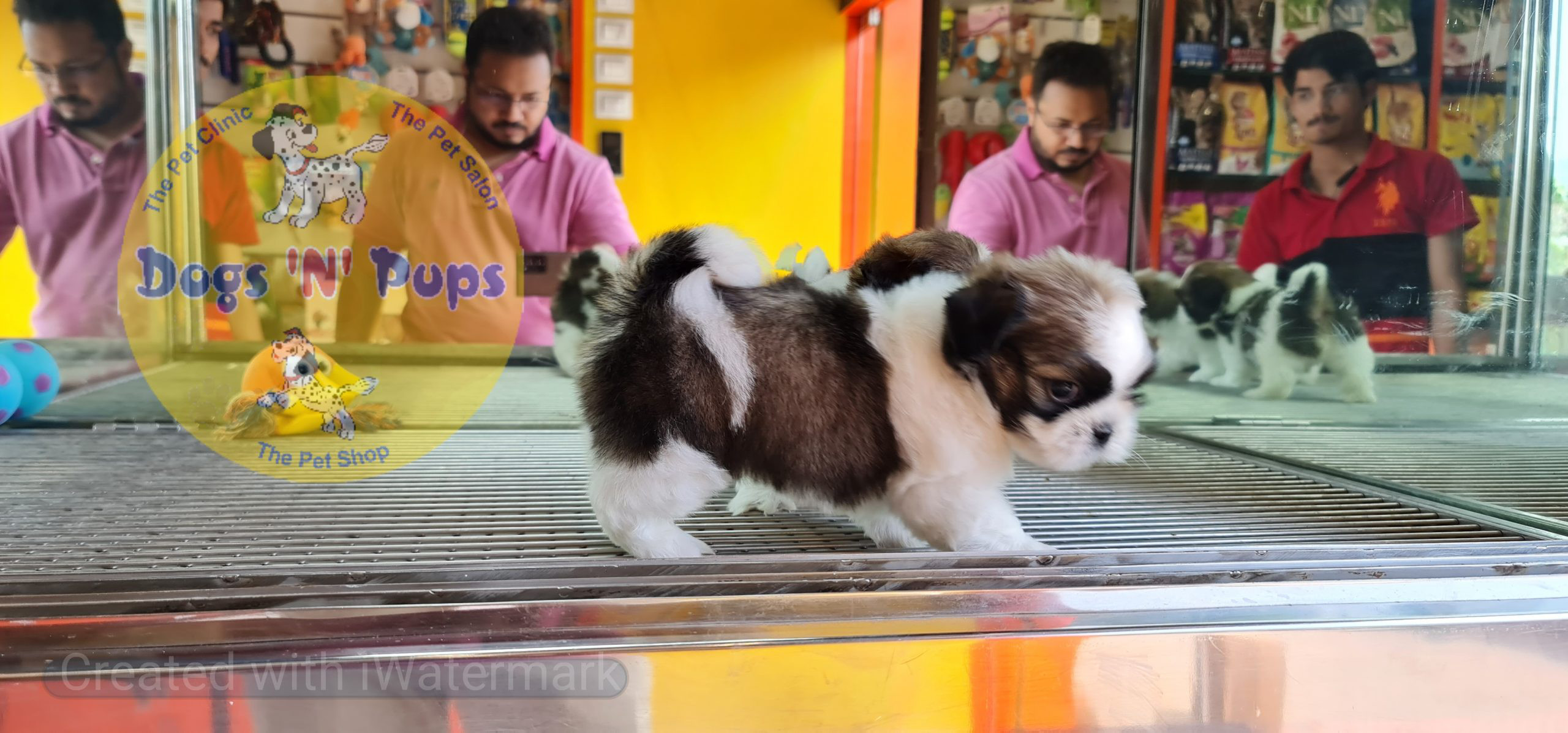 Shihtzu puppies image 5