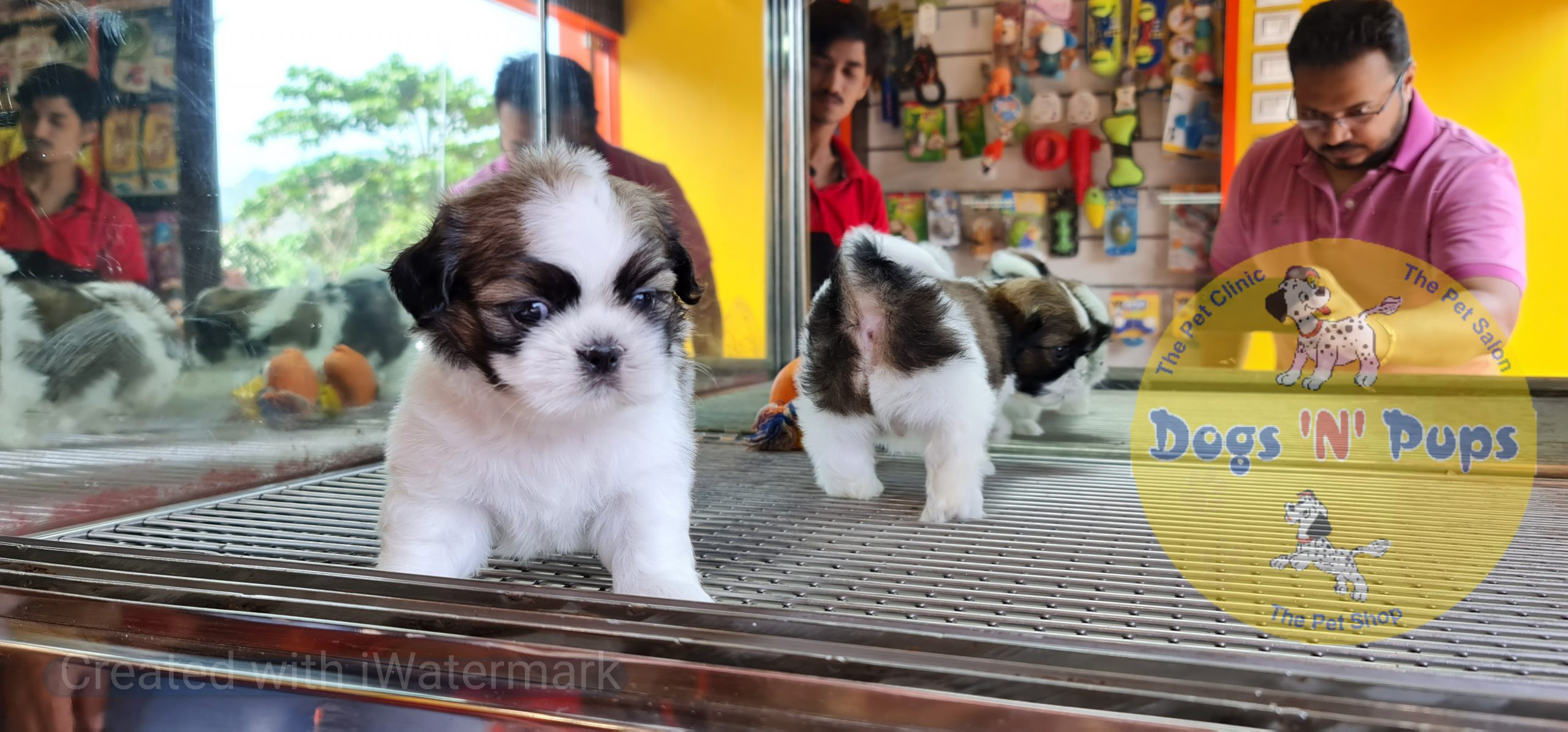 Shihtzu puppies image 6