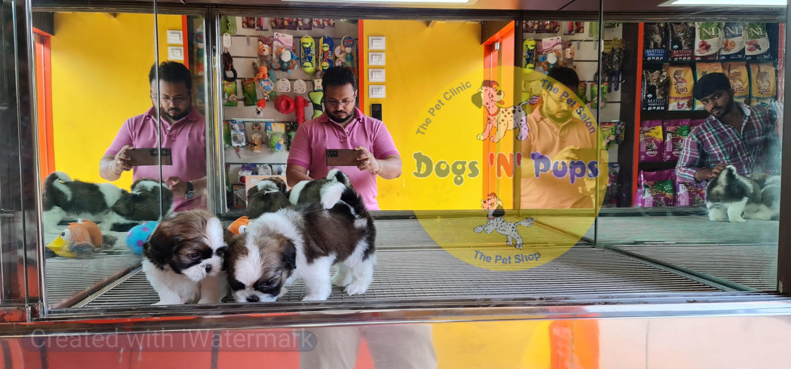 Shihtzu puppies image 7