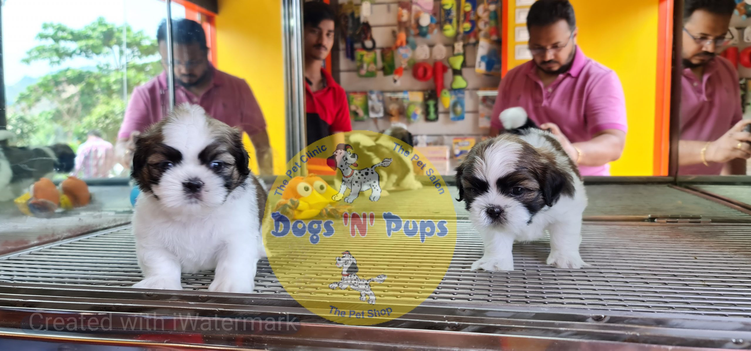 Shihtzu puppies image 8