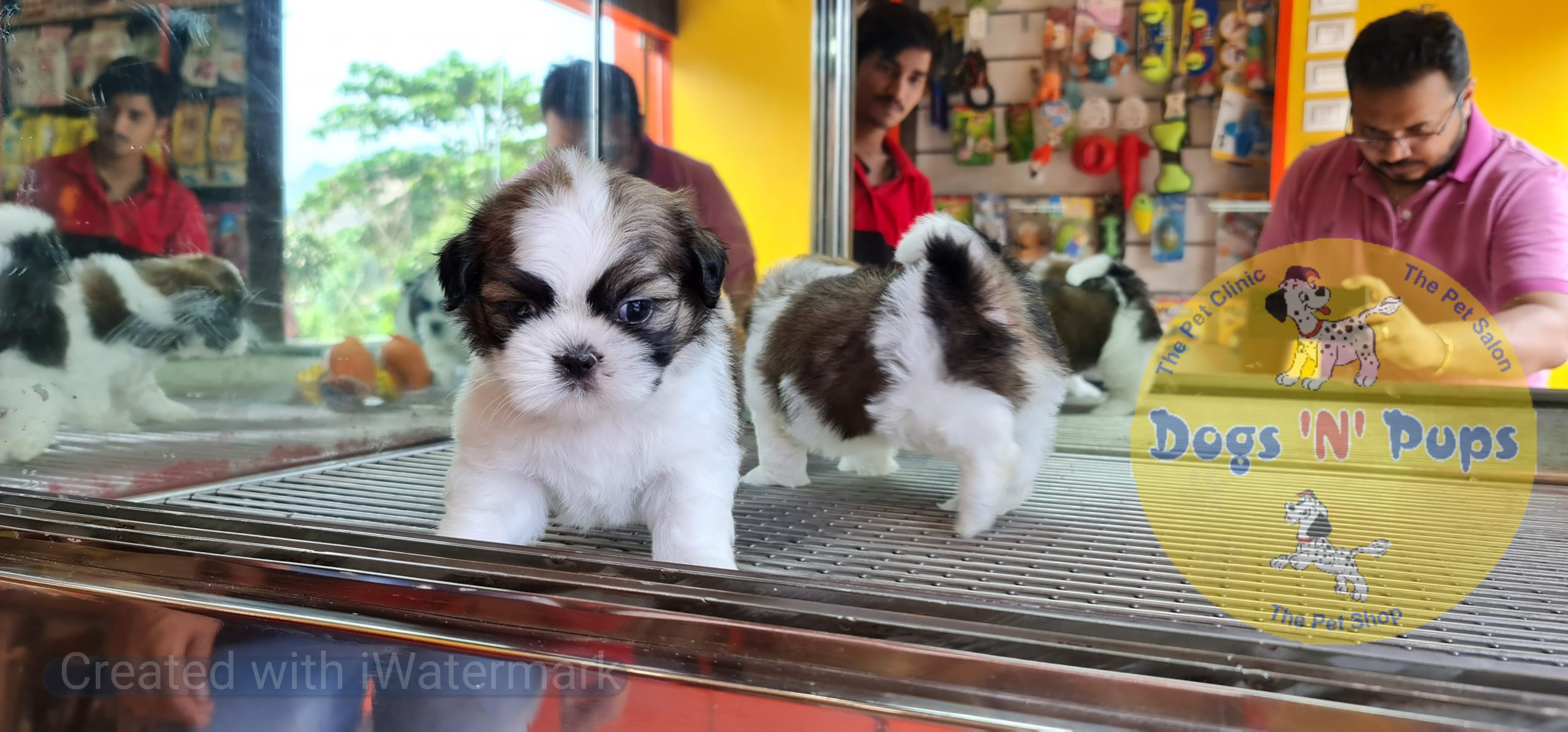 Shihtzu puppies image 9