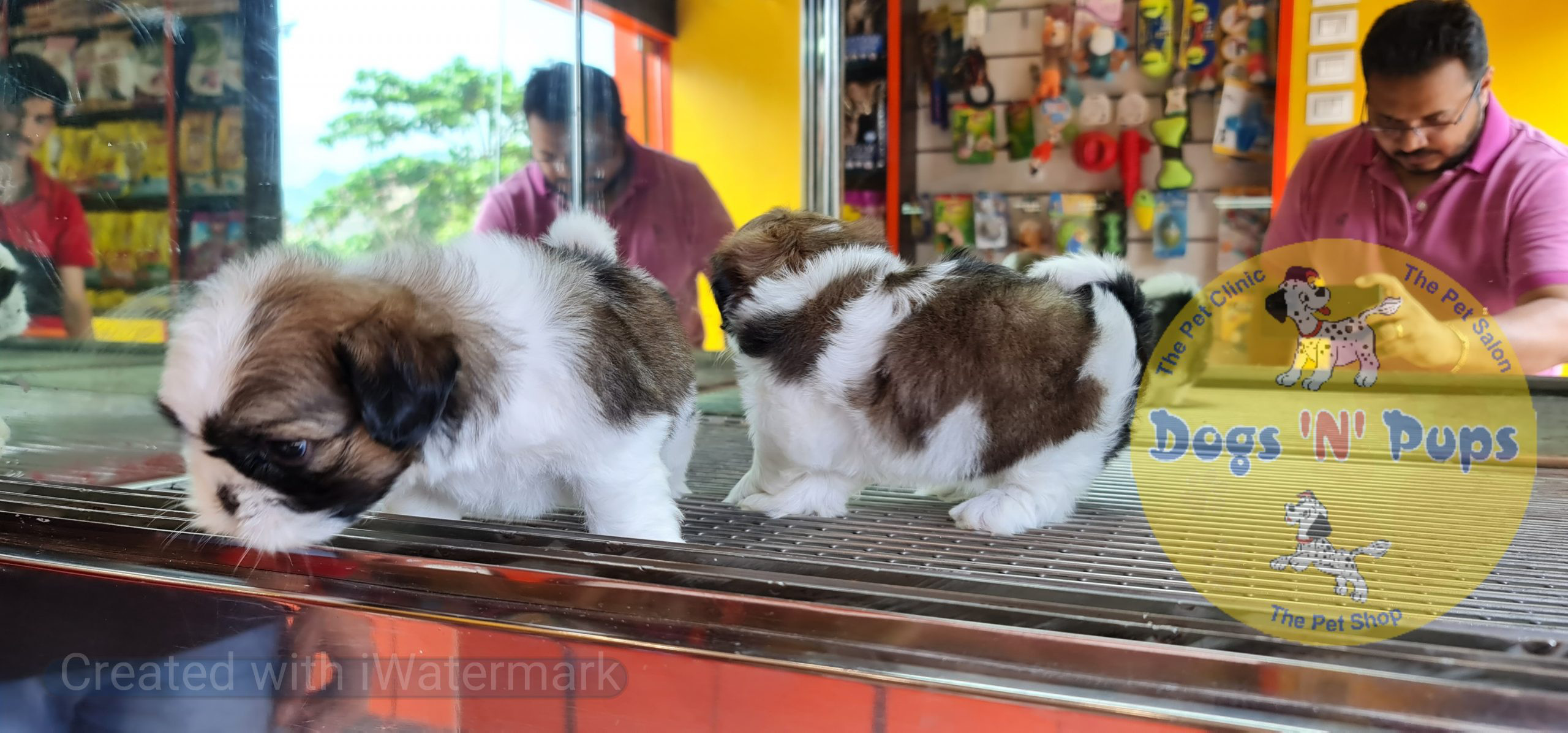 Shihtzu puppies image 10