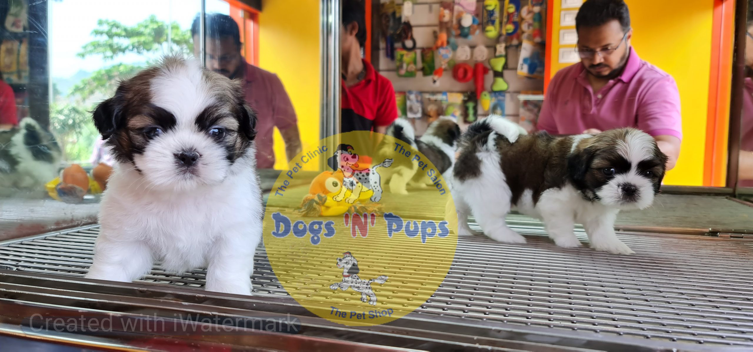 Shihtzu puppies image 11