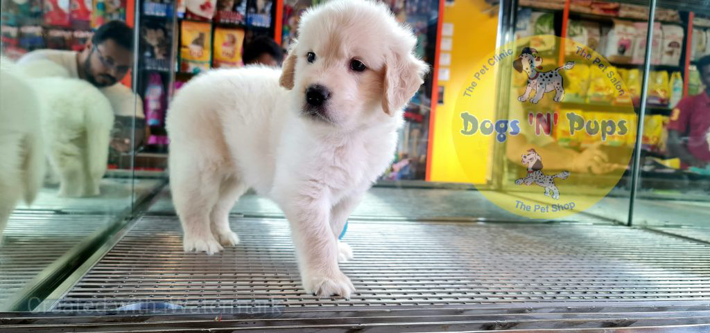 Golden retriever image 2