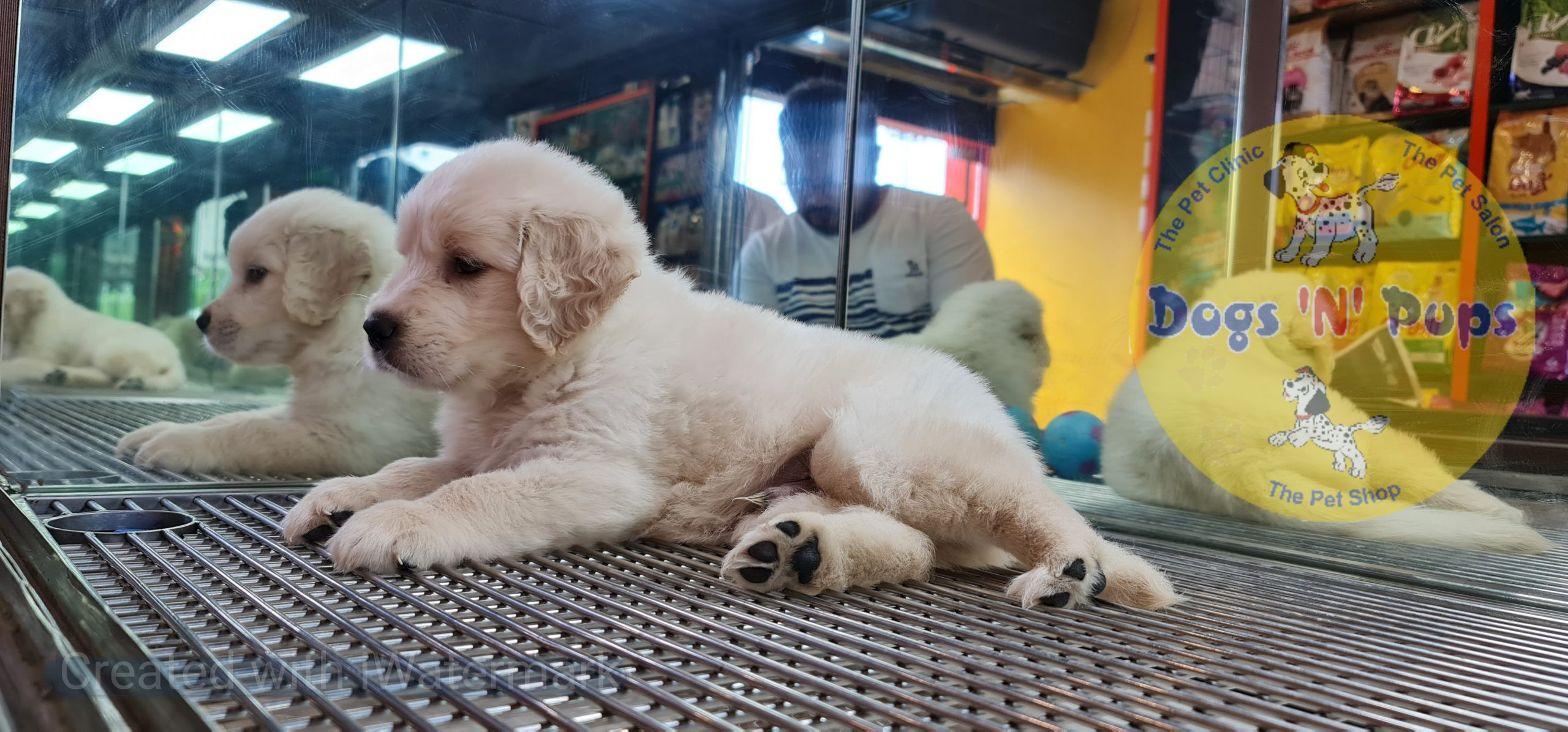 Golden retriever image 3