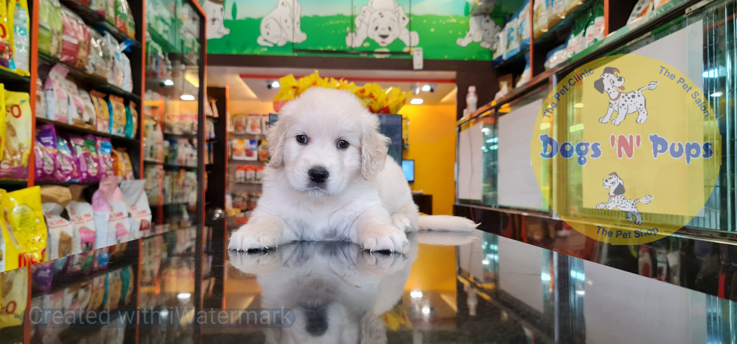 Golden retriever image 4