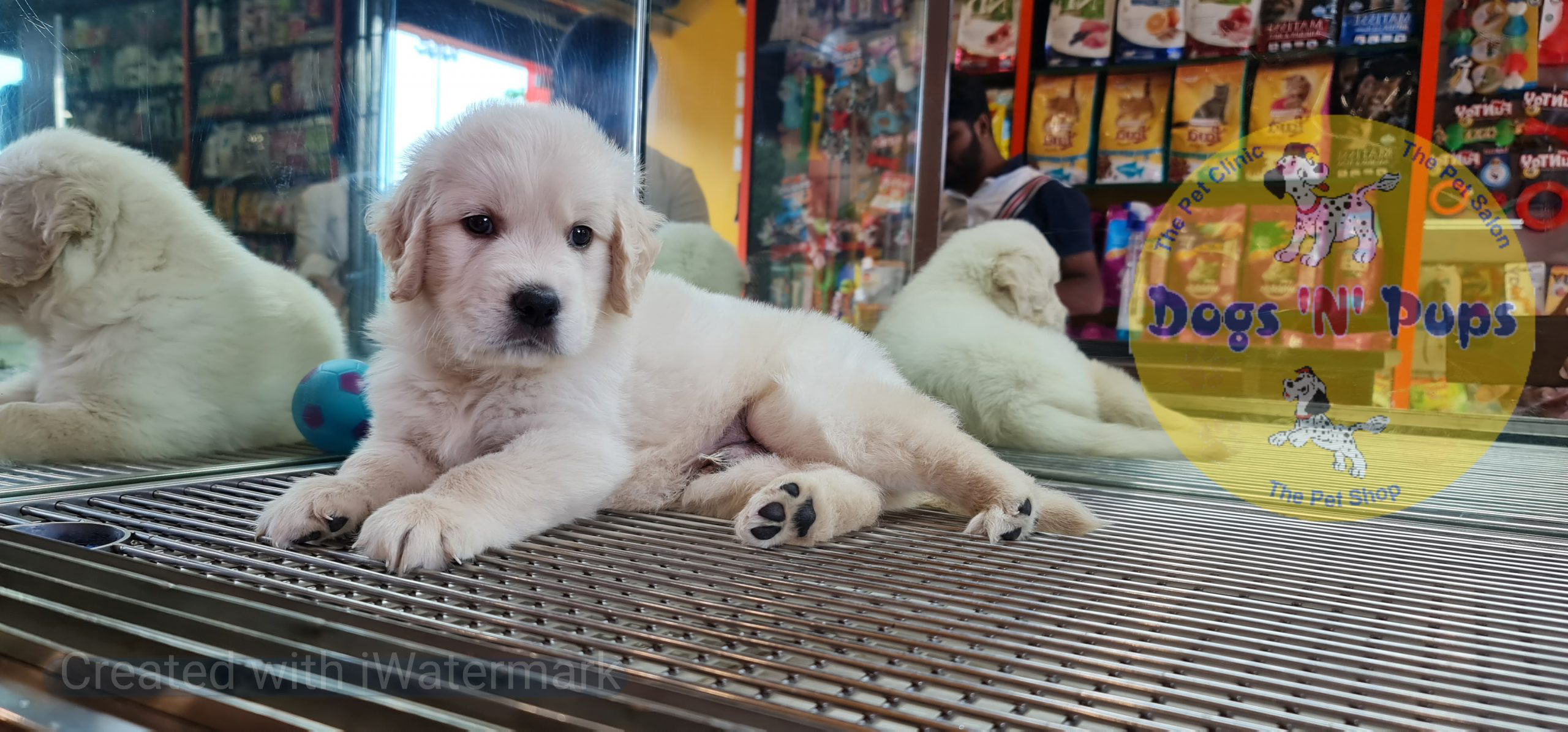 Golden retriever image 6