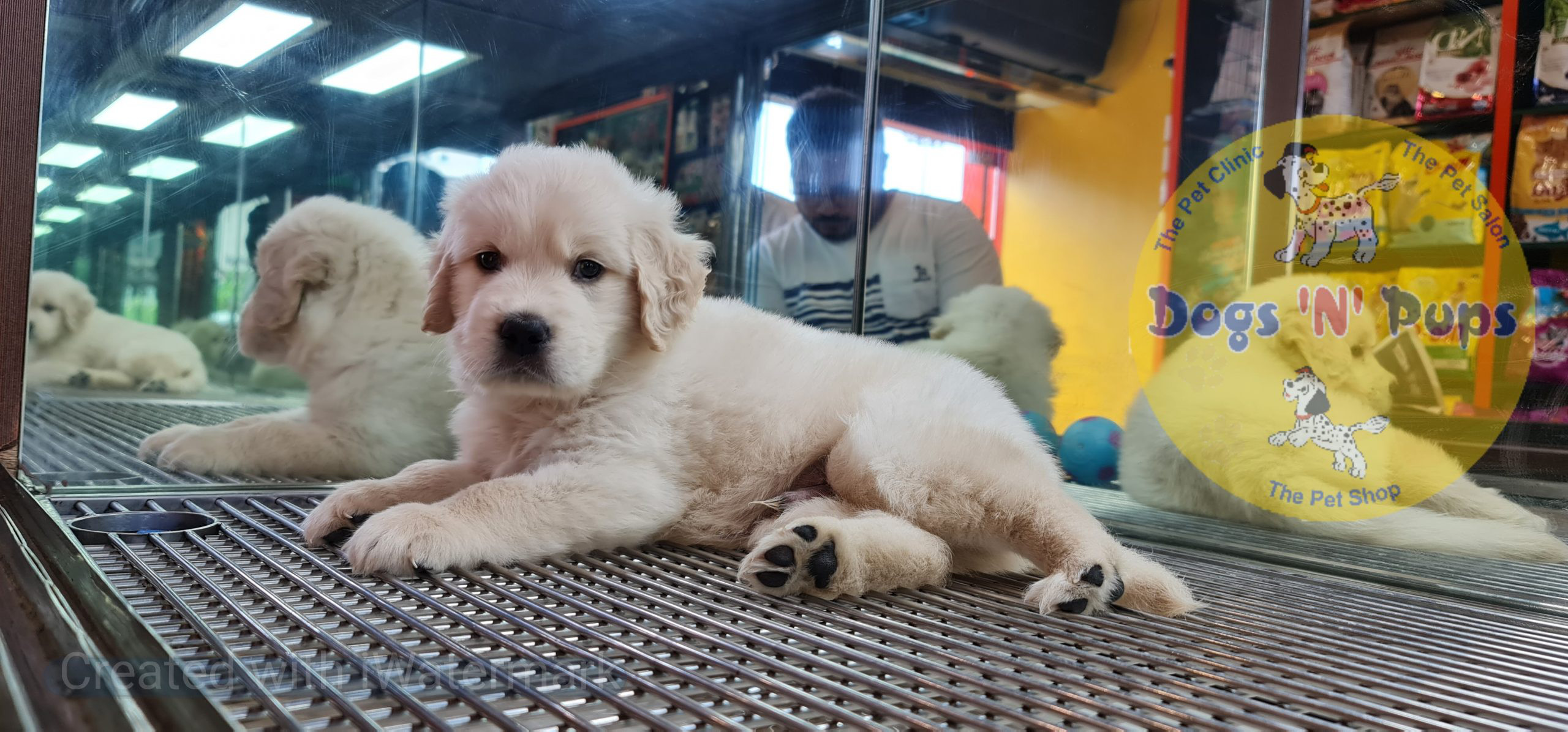 Golden retriever image 7