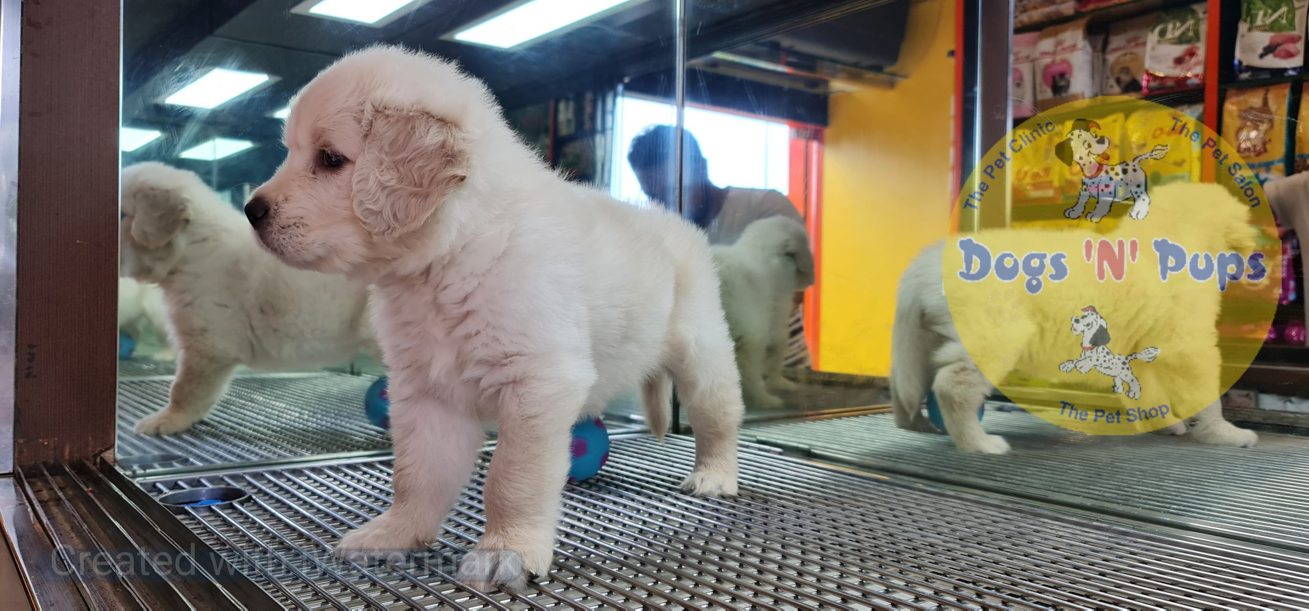 Golden retriever image 8