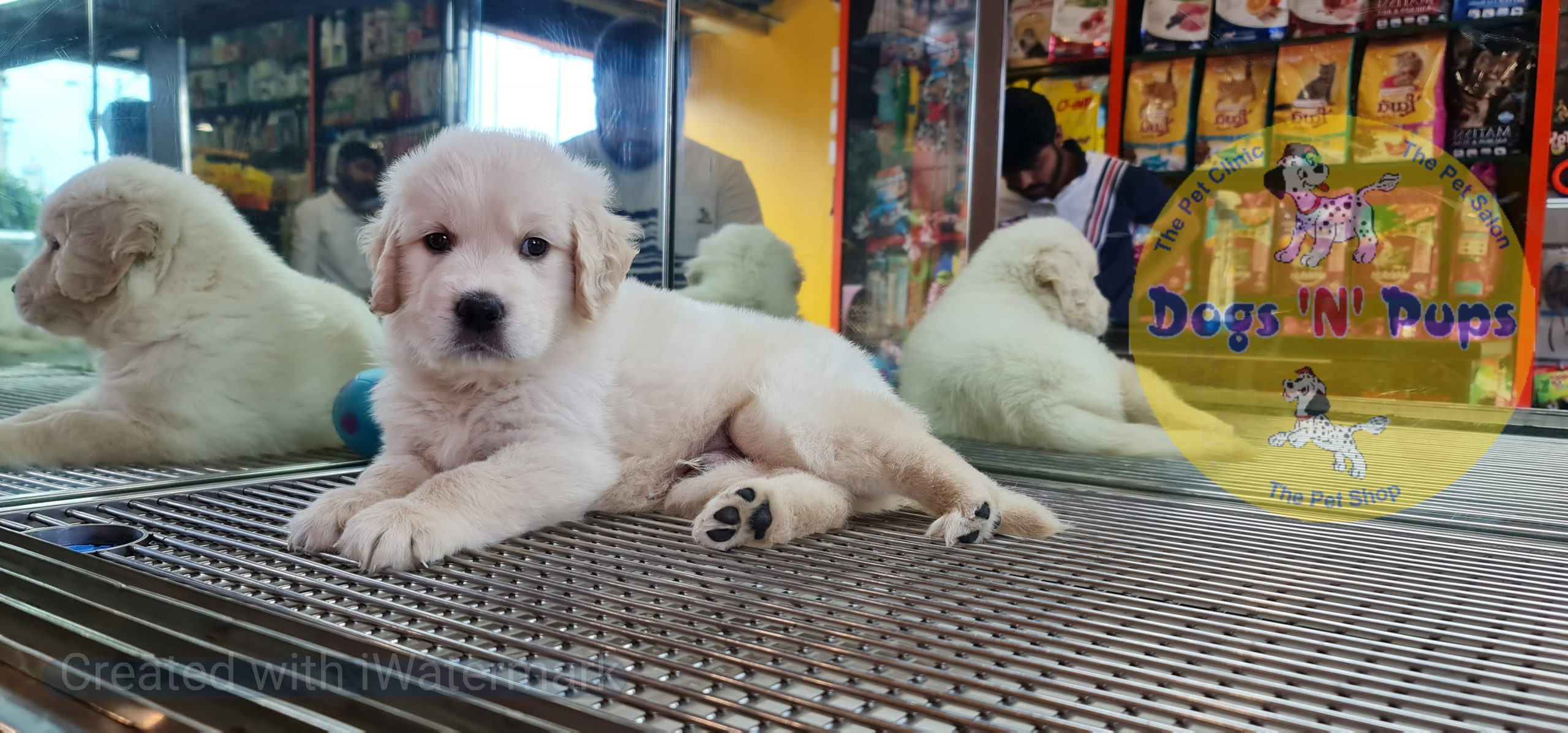 Golden retriever image 9