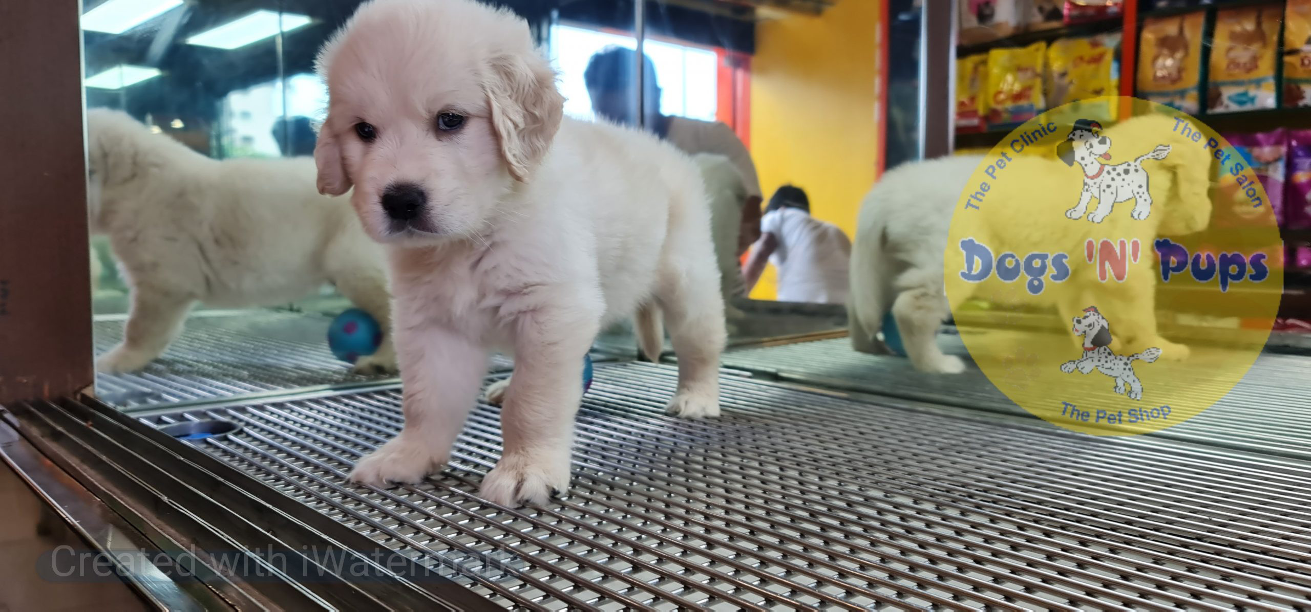 Golden retriever image 10