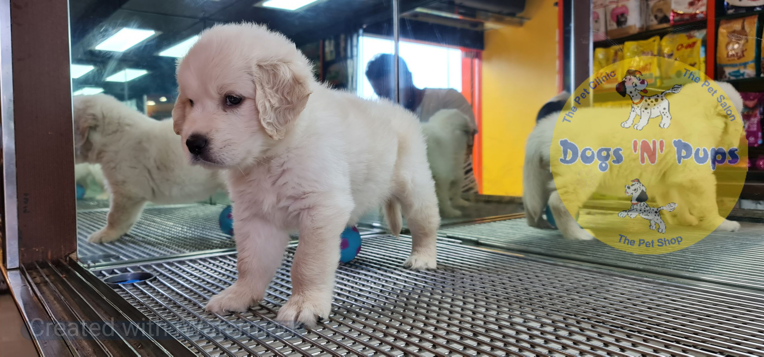 Golden retriever image 11