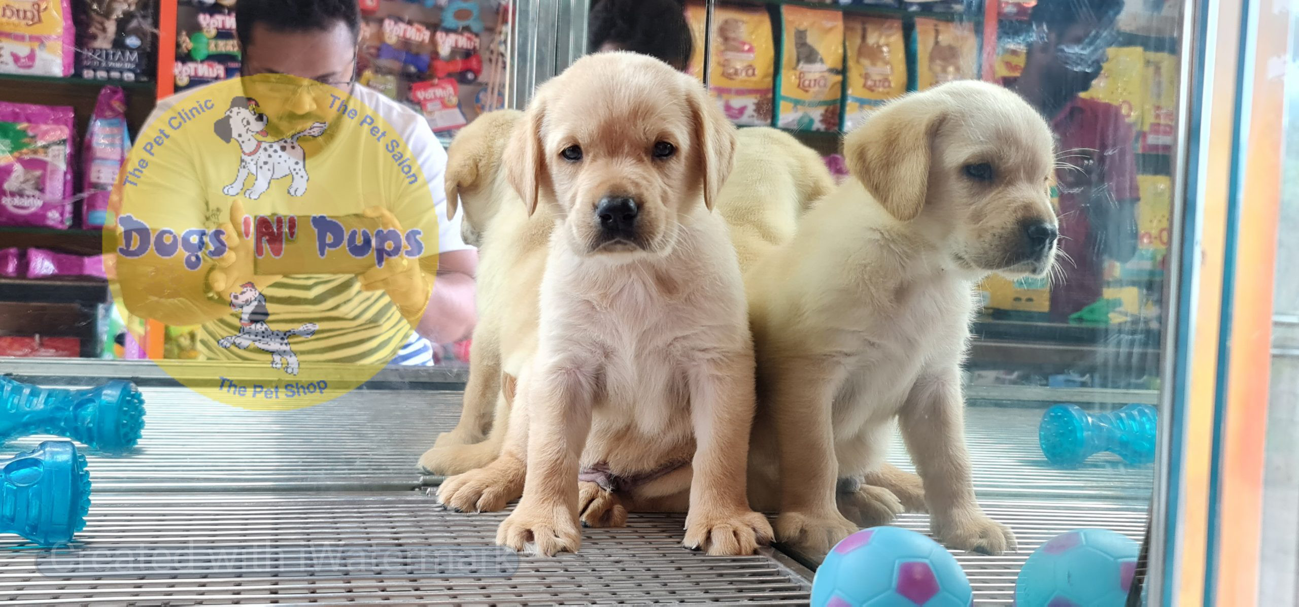 next dog posted image