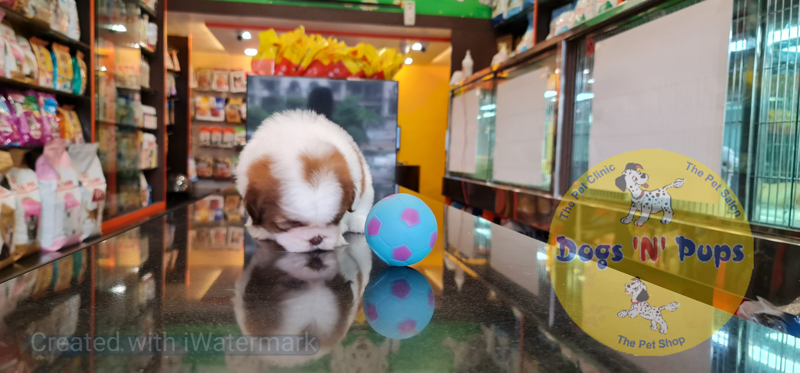 prev dog posted image