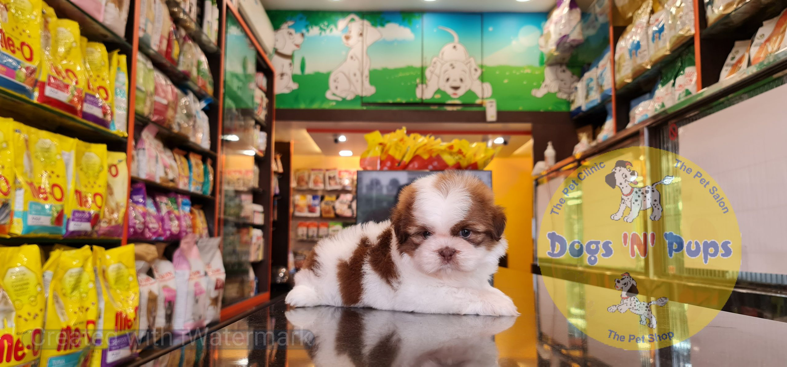 Shihtzu image 3
