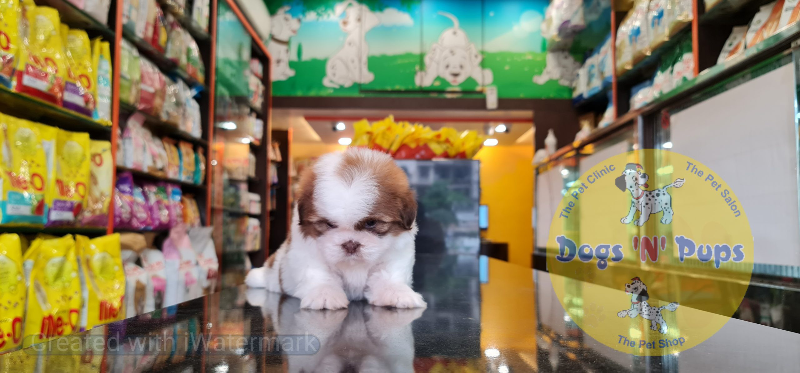 Shihtzu image 5