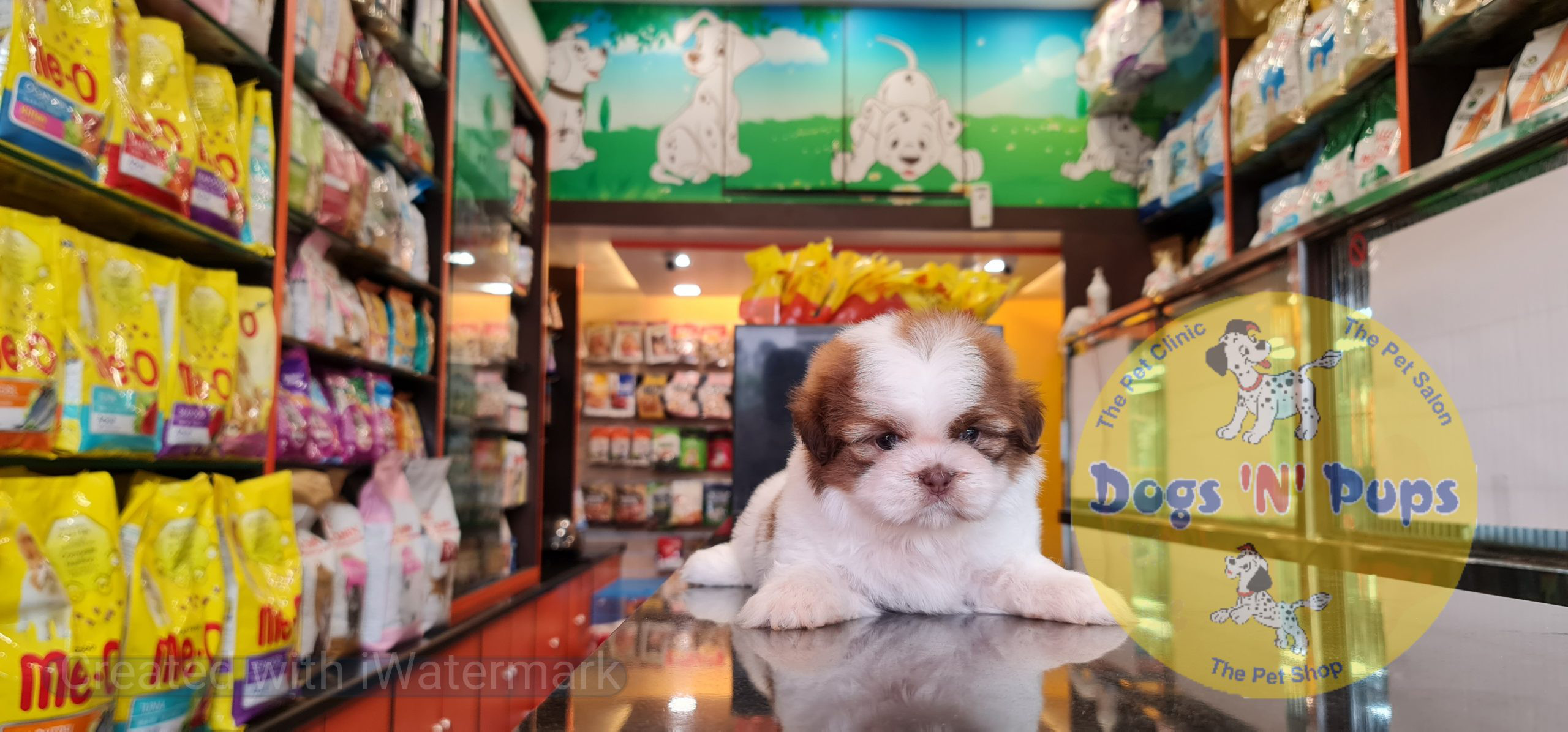 Shihtzu image 6