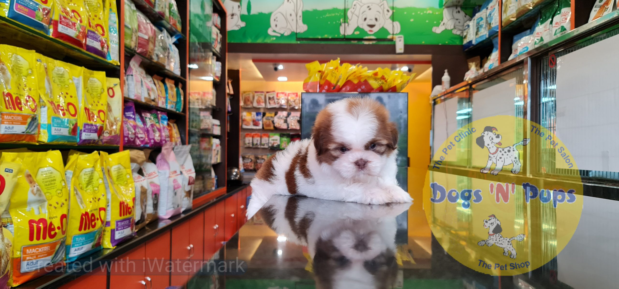 Shihtzu image 11