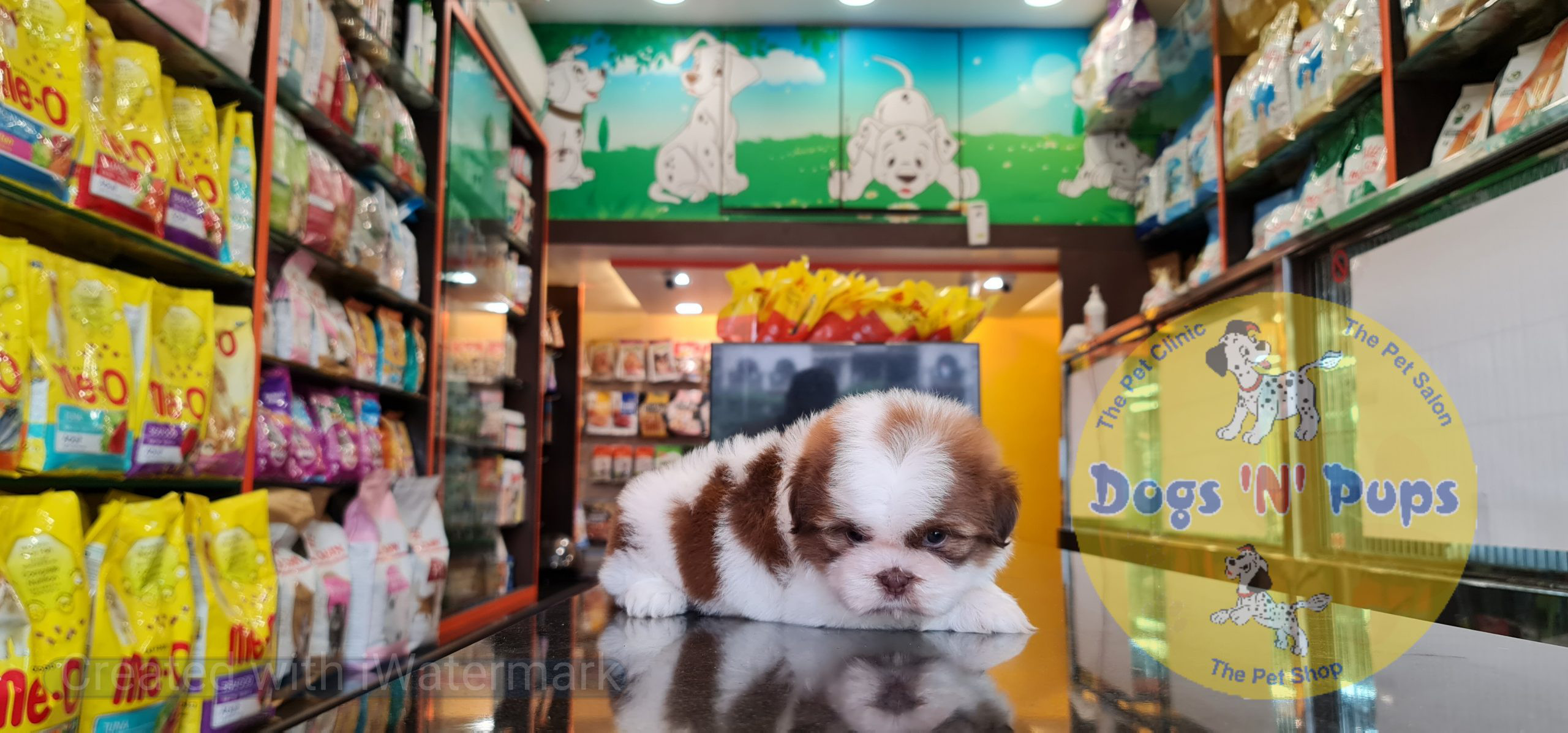 Shihtzu image 12