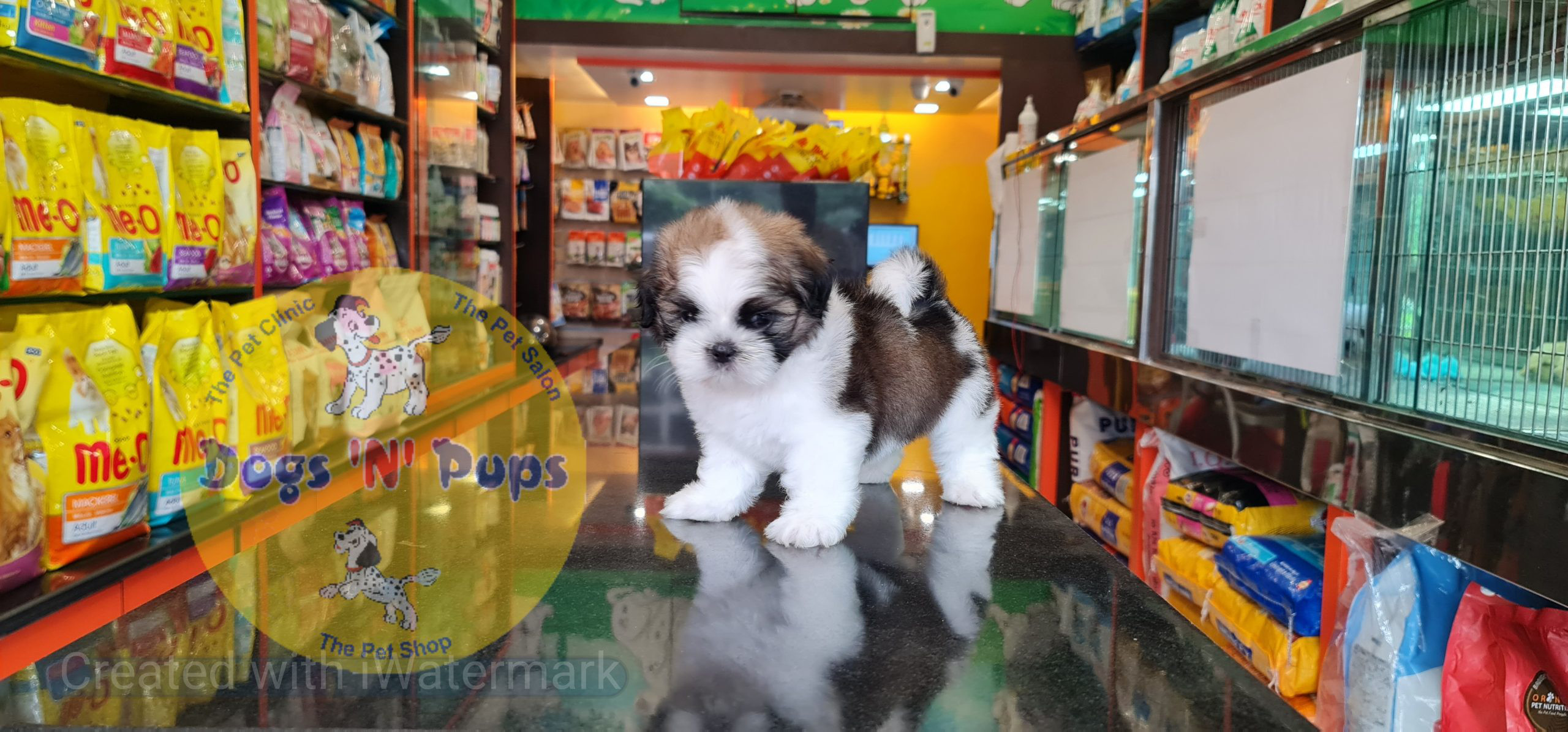 prev dog posted image