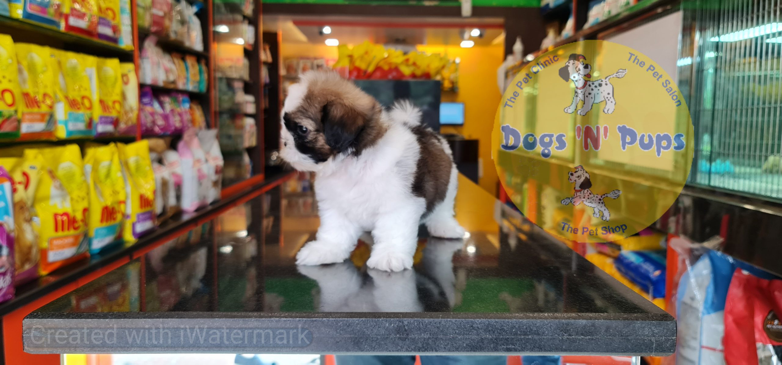 Shihtzu image 2