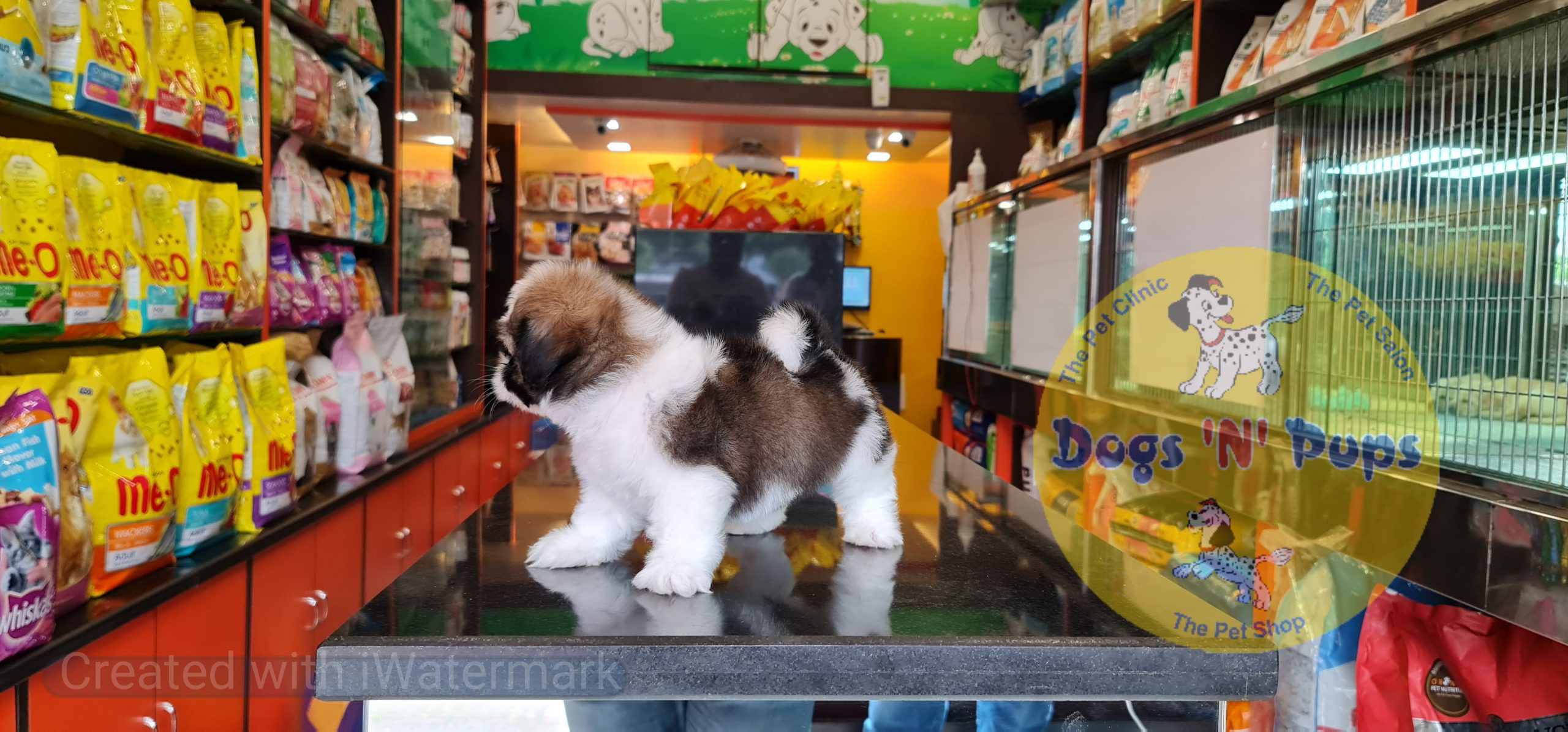 Shihtzu image 3