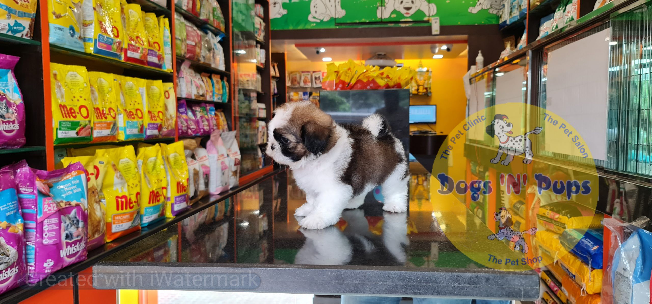 Shihtzu image 5