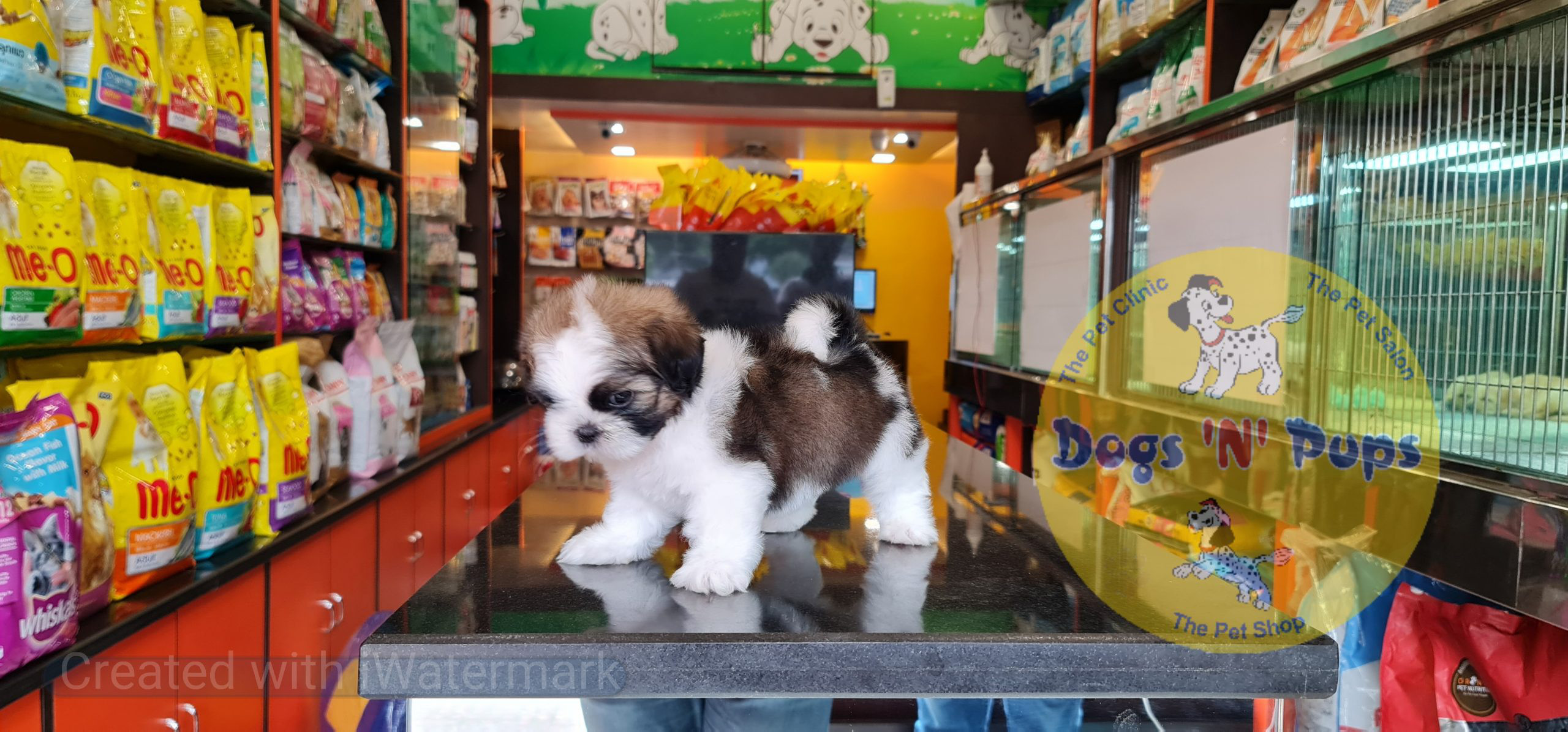 Shihtzu image 6