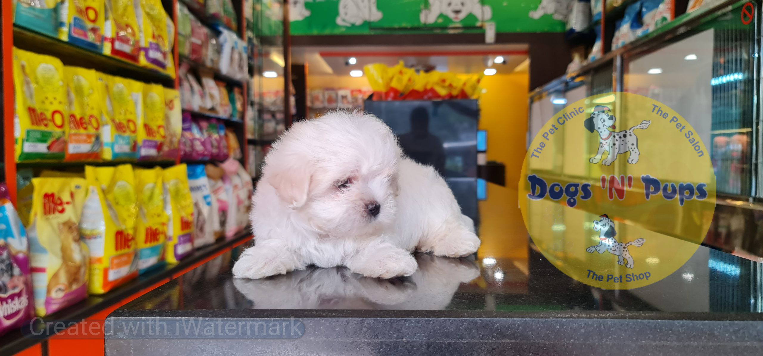 pet Maltese puppy header image