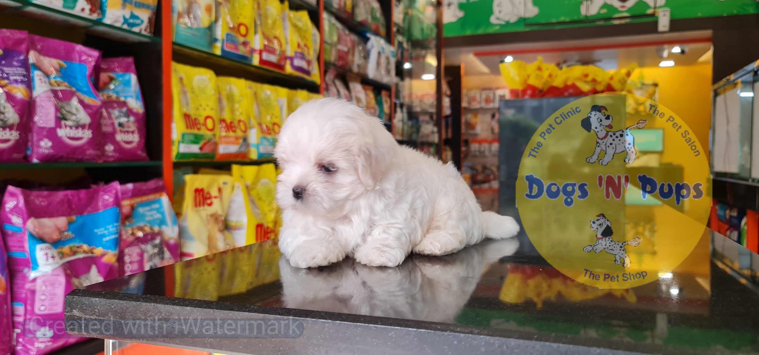 Maltese puppy image 2
