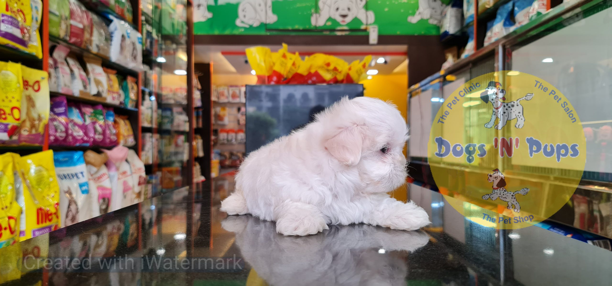 Maltese puppy image 3