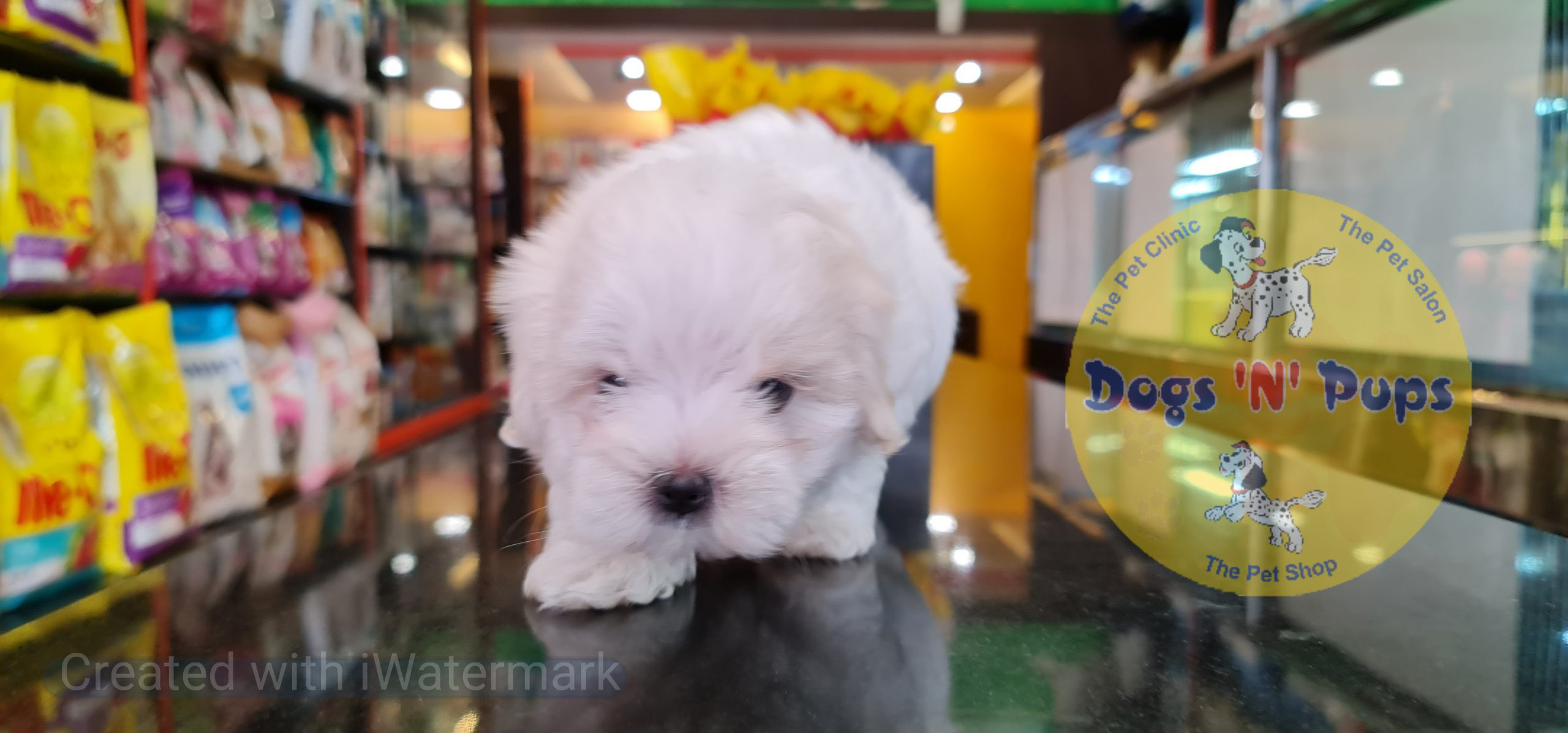 Maltese puppy image 4