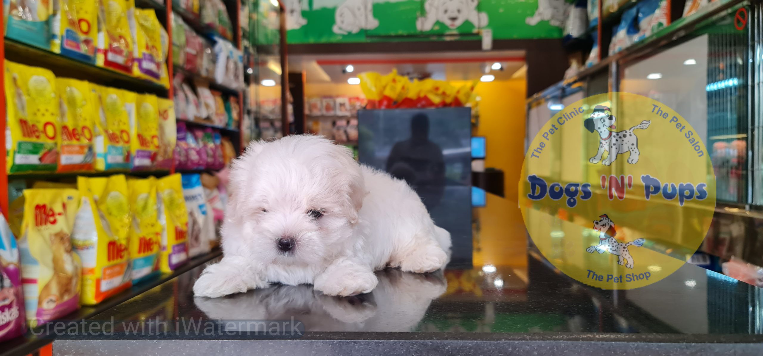 Maltese puppy image 5