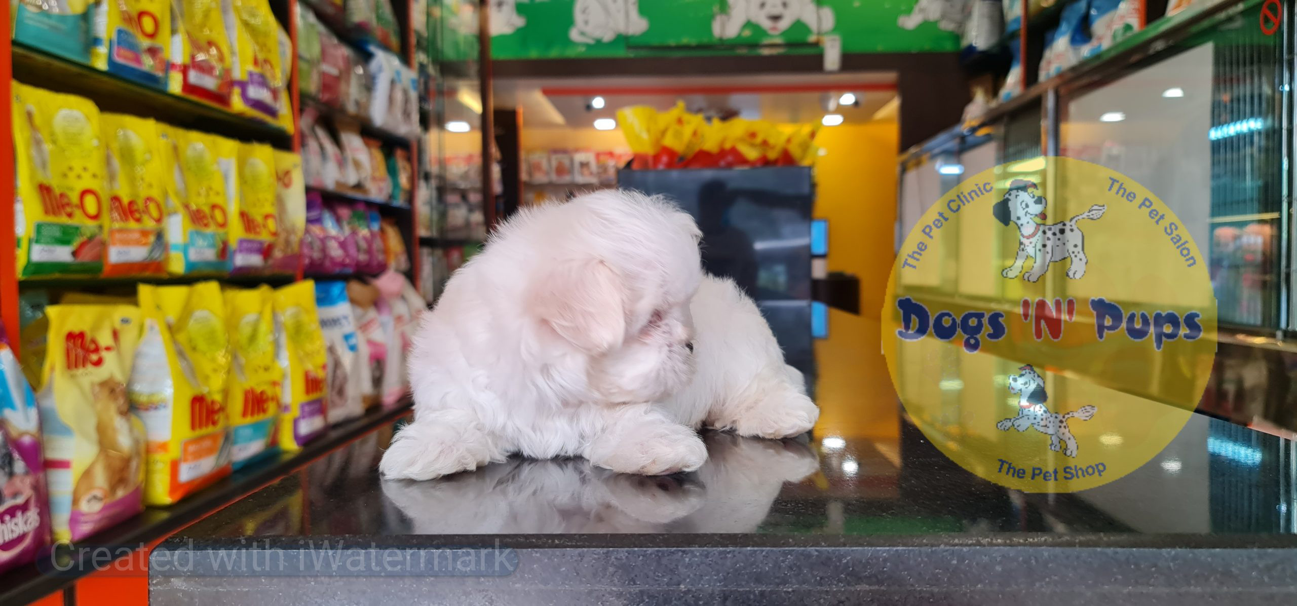 Maltese puppy image 6