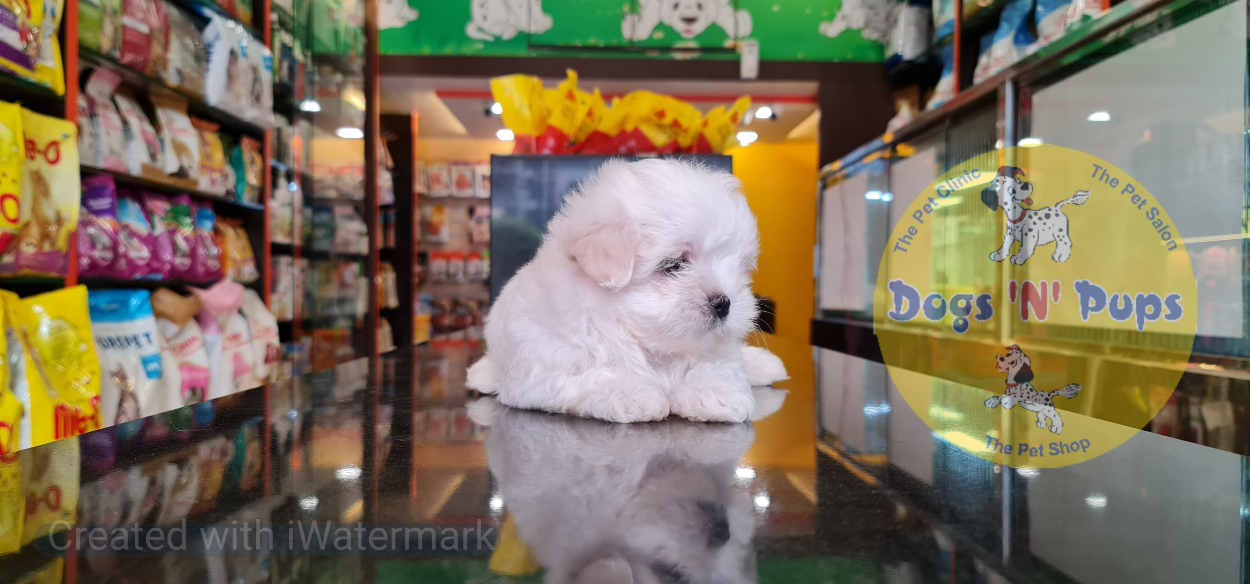 Maltese puppy image 7