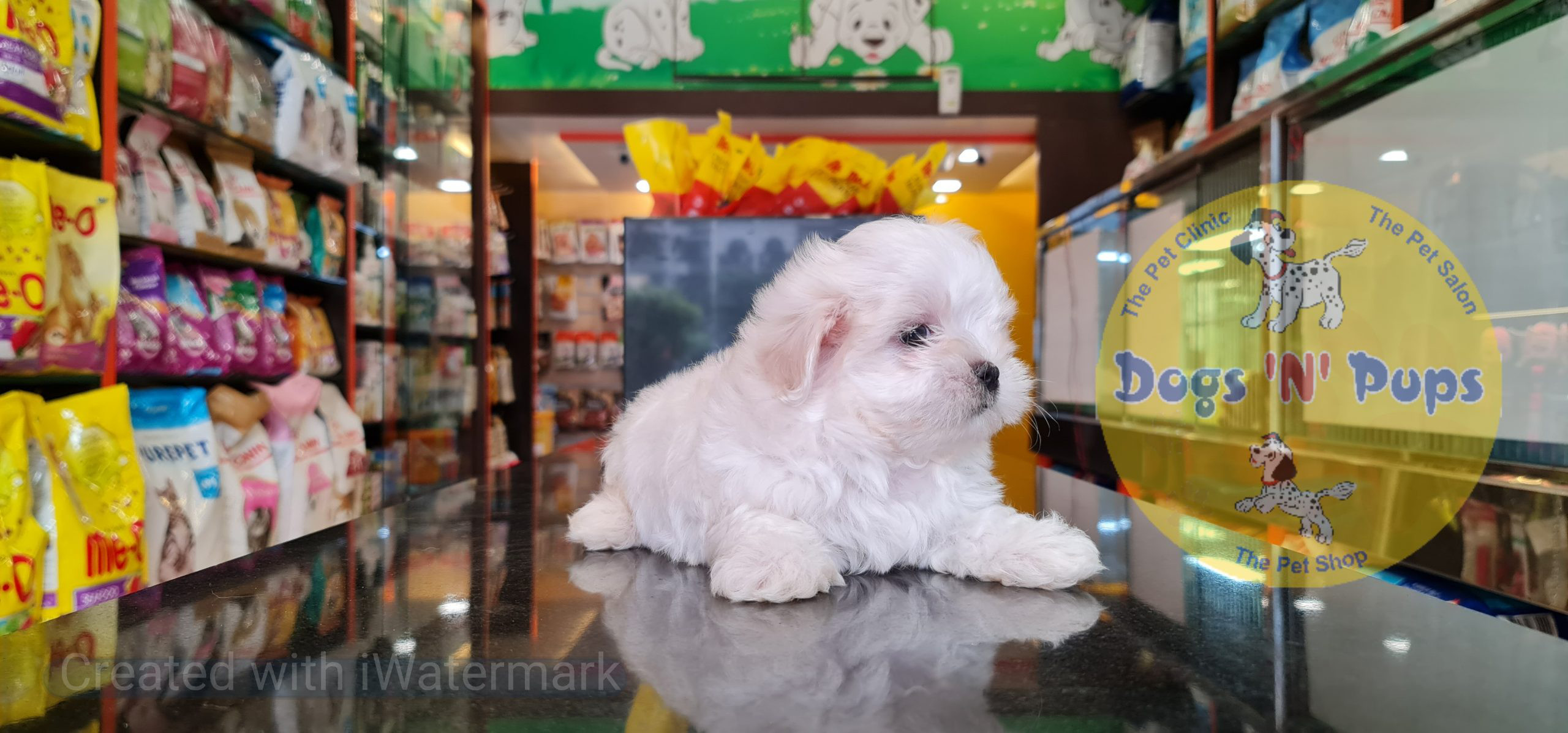 Maltese puppy image 8