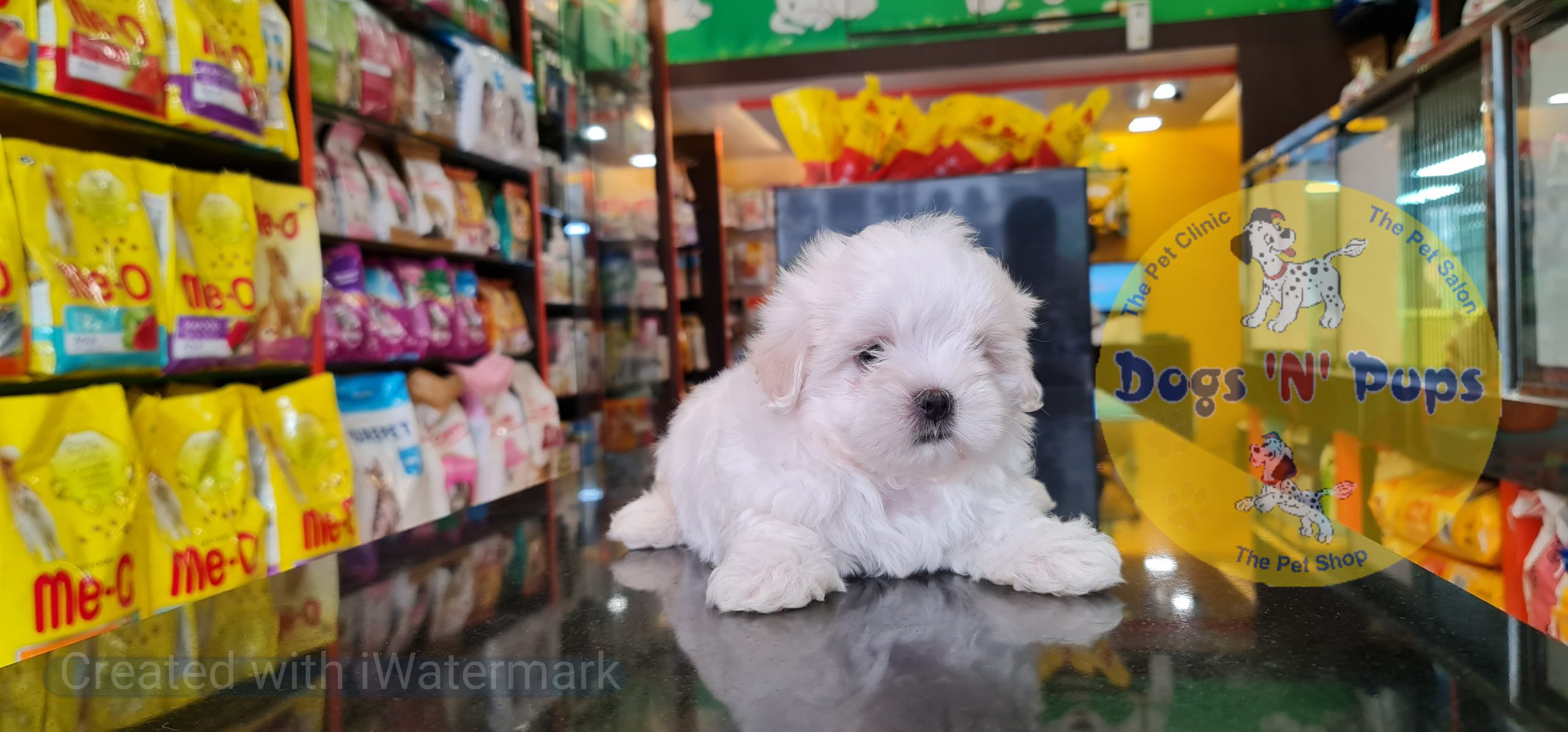 Maltese puppy image 9