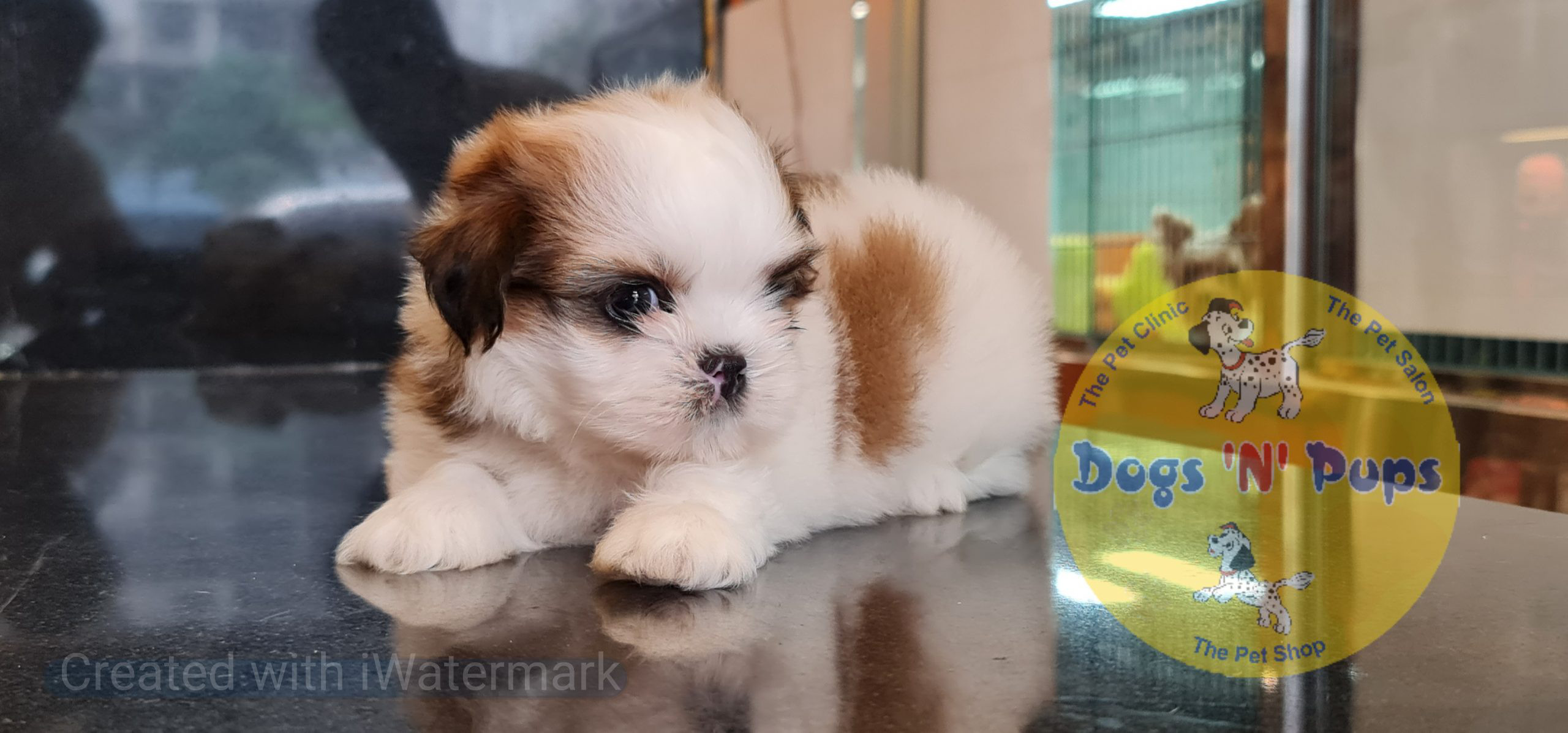 prev dog posted image